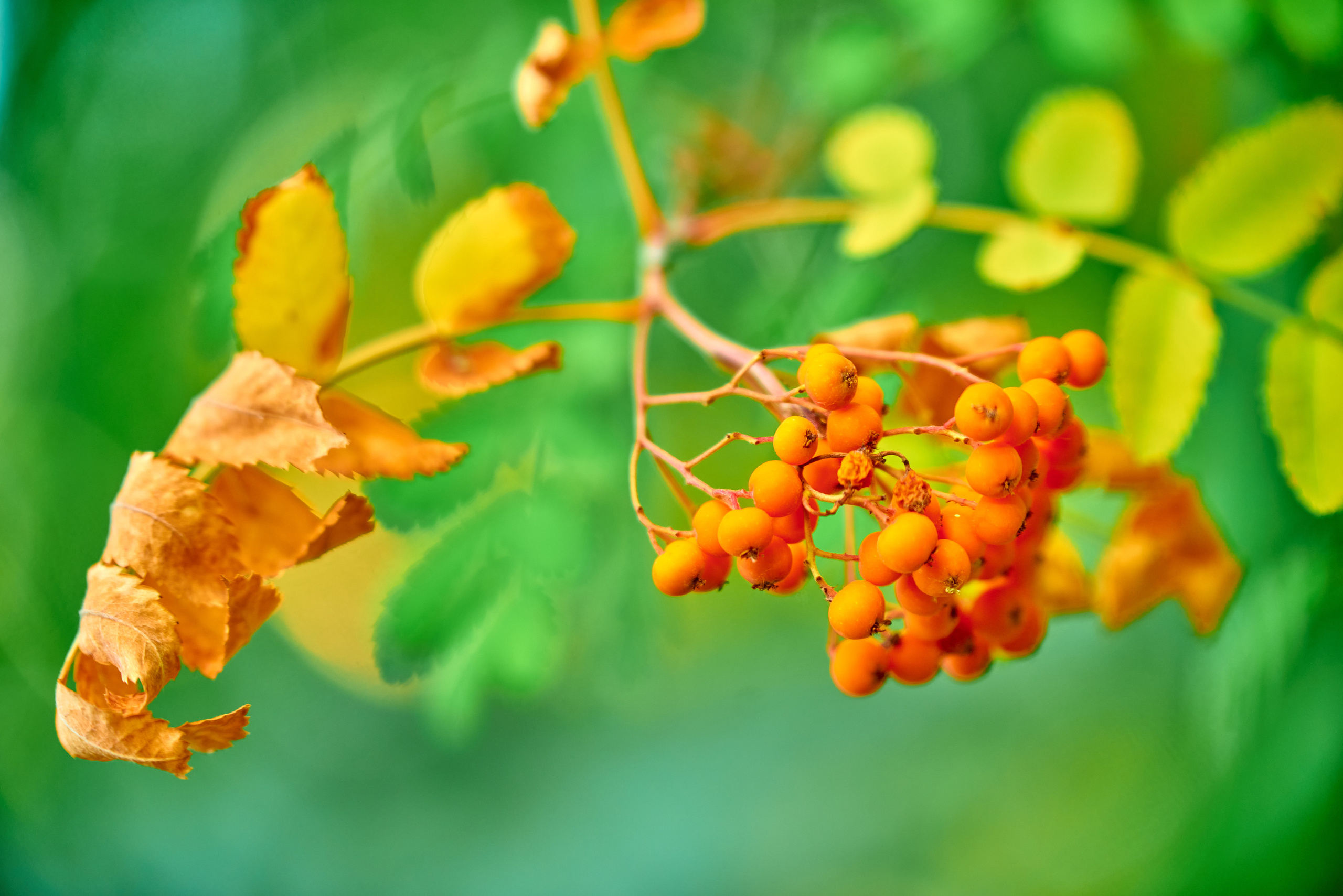 Вечерняя прогулка. Профессиональный Фотограф Халемонец Андрей в Кривой Рог Днепр Украина