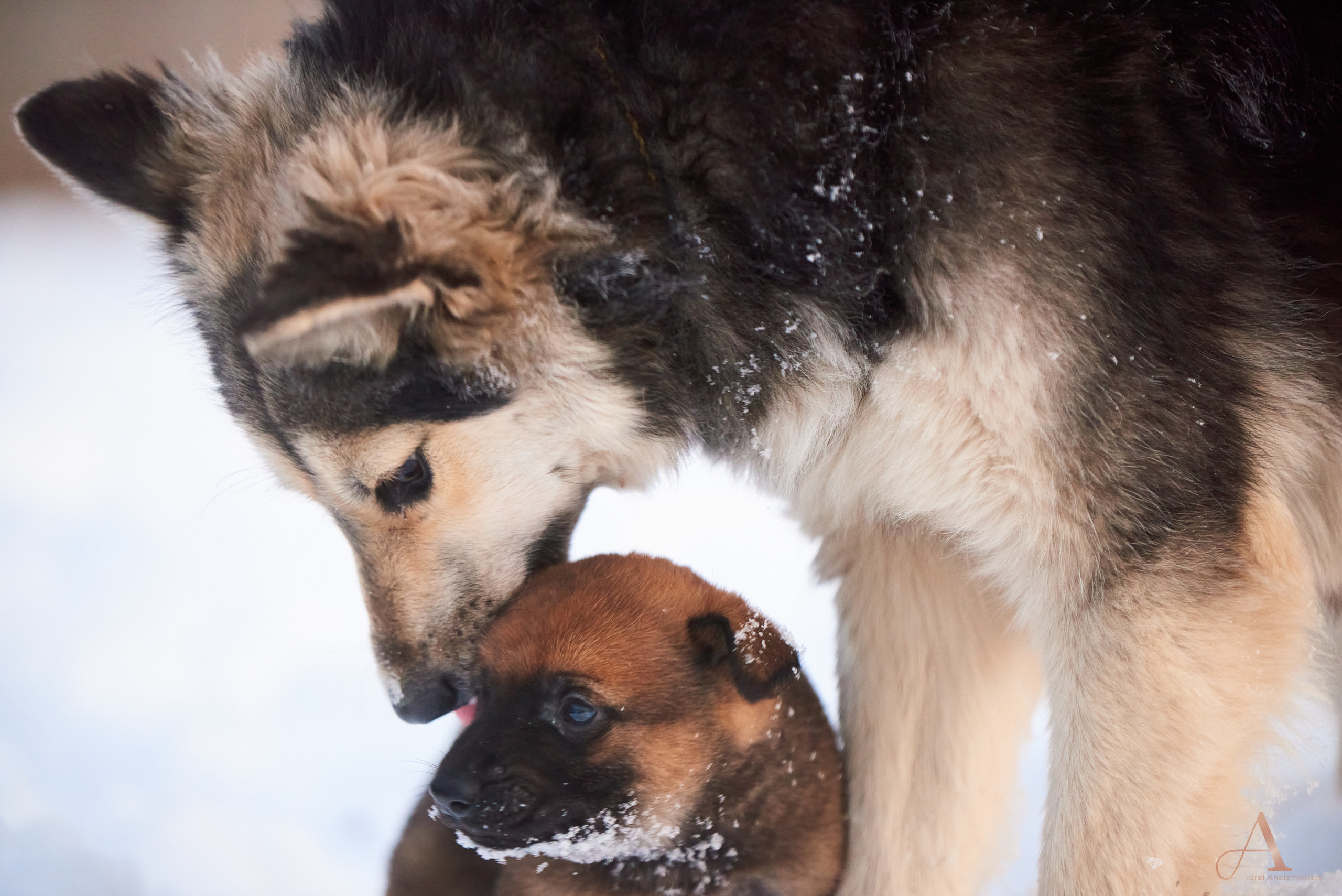 Мама и малыш щенок, играются в снегу.
