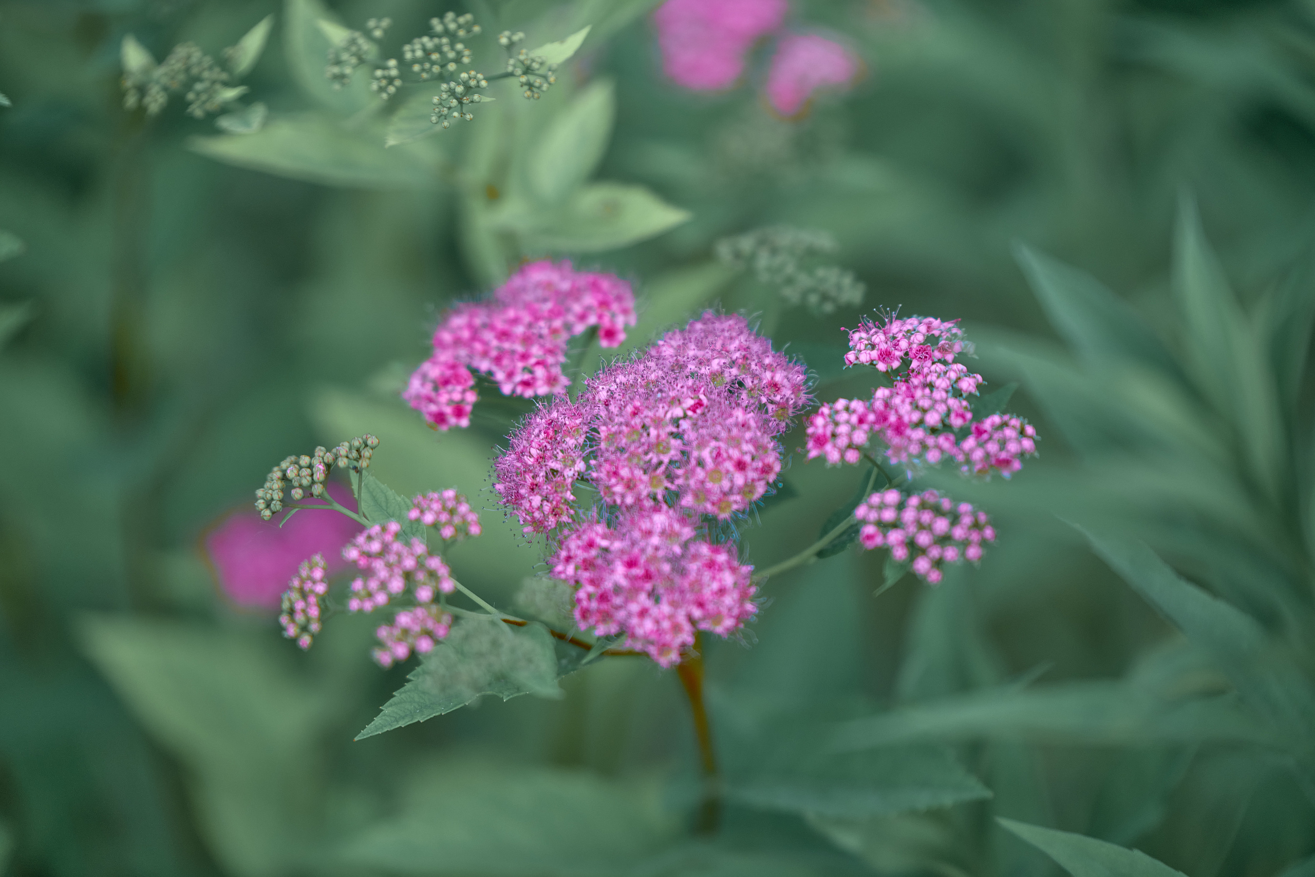 Лето и Цветы. Профессиональный Фотограф Халемонец Андрей в Кривой Рог Днепр Украина