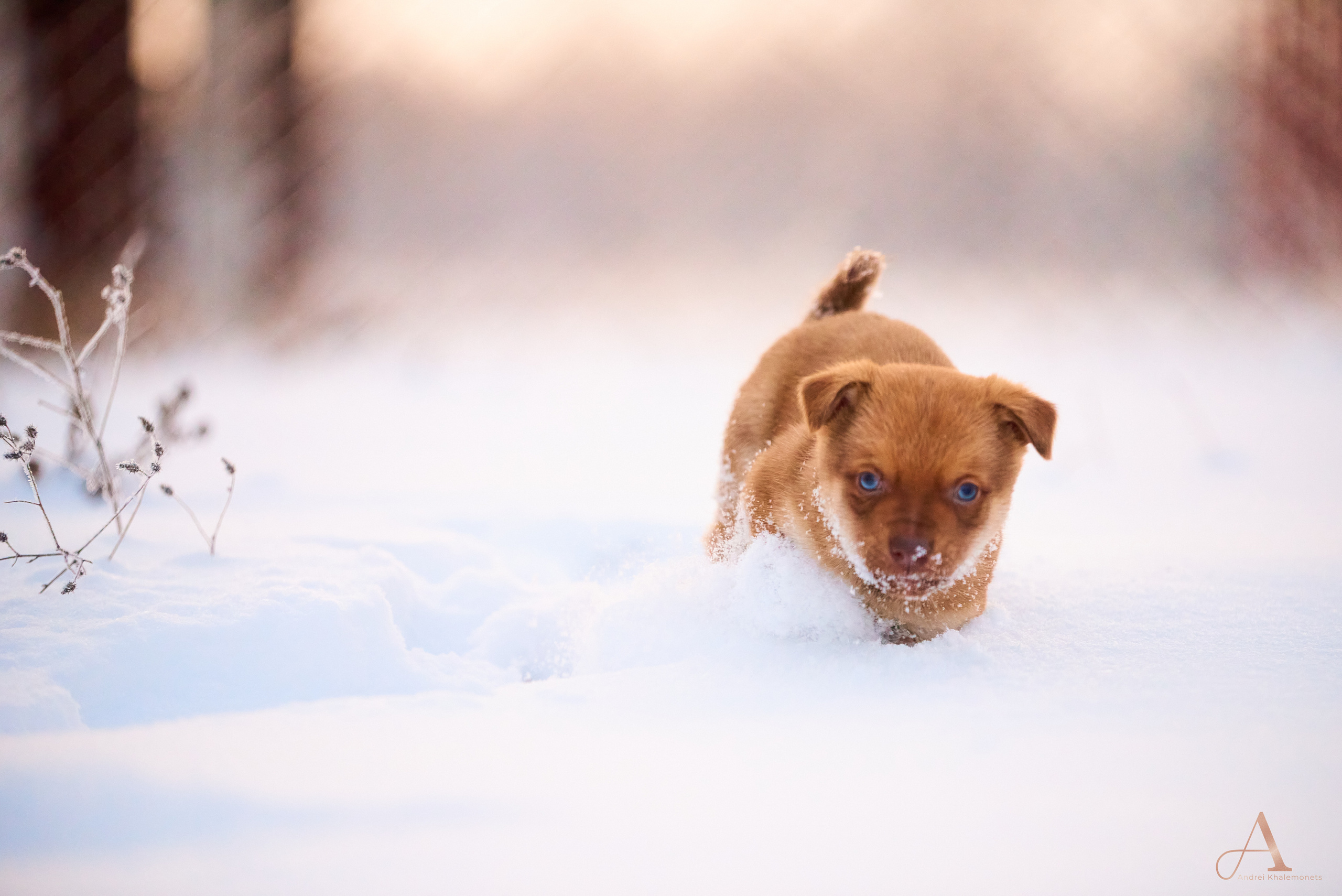 Рыжий голубоглазый щенок бегает по снегу.