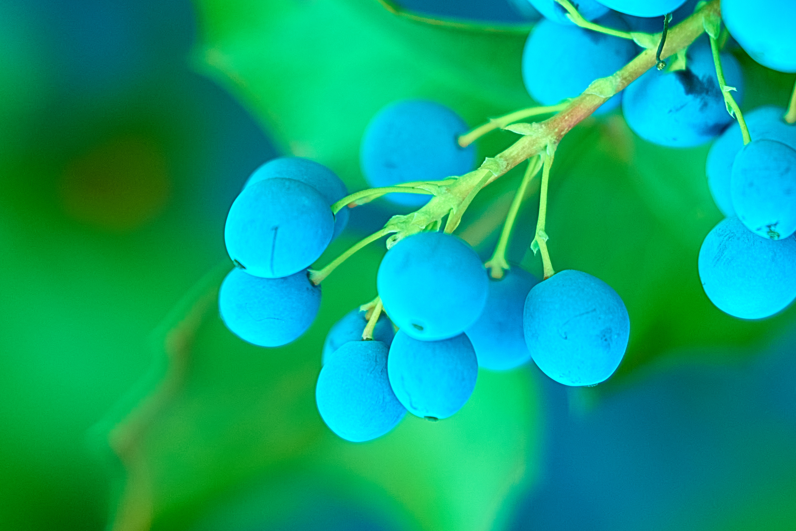 синие ягоды на веточке.