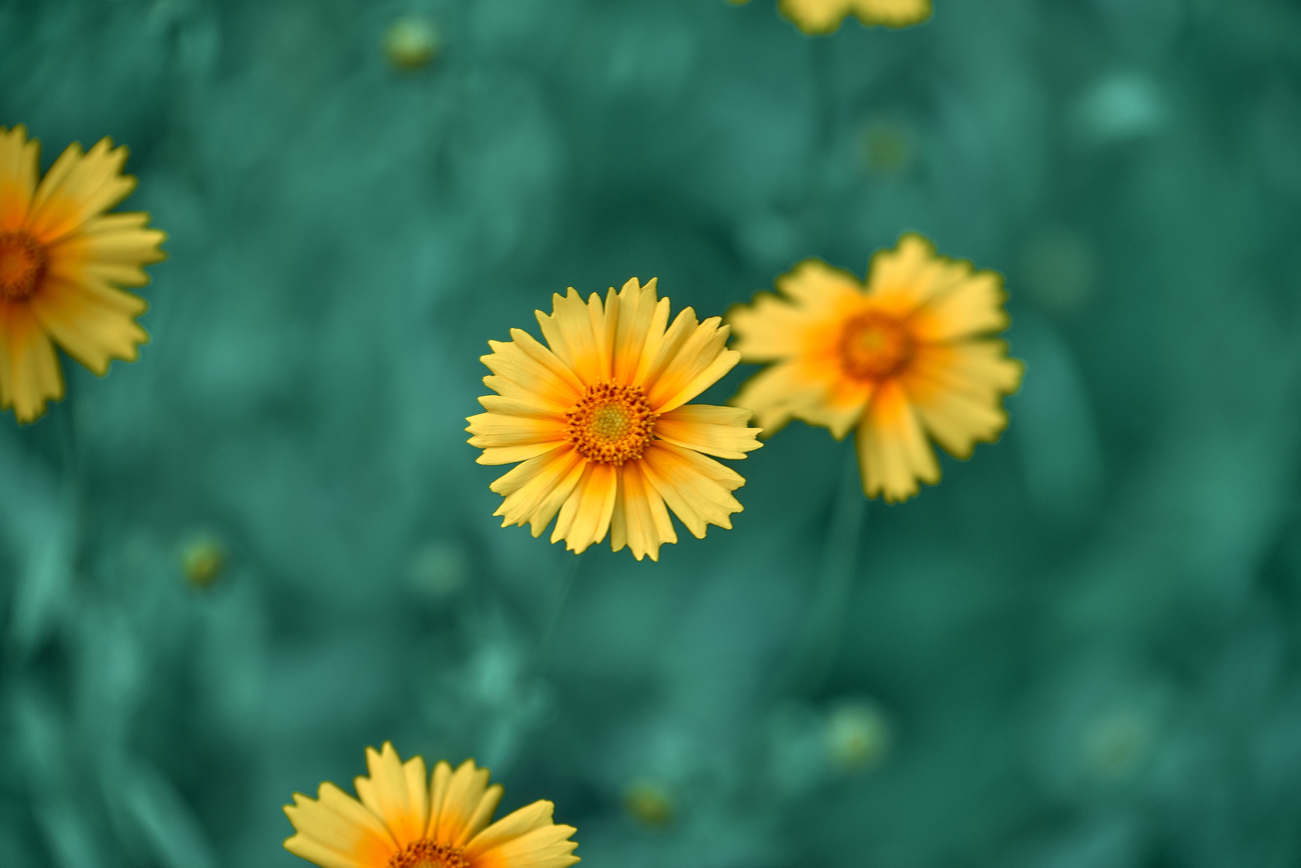 Лето и Цветы. Профессиональный Фотограф Халемонец Андрей в Кривой Рог Днепр Украина