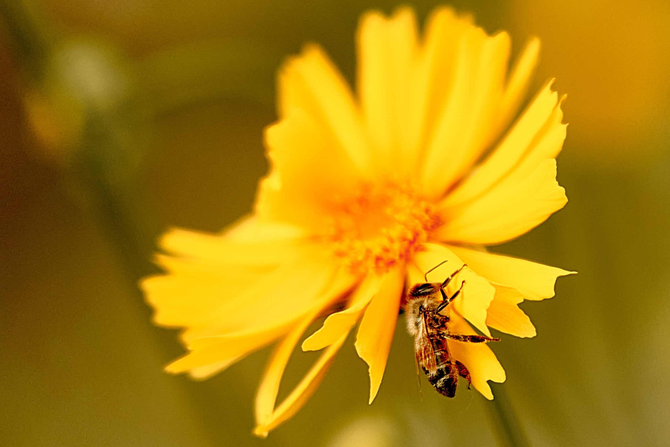 Лето и Цветы. Профессиональный Фотограф Халемонец Андрей в Кривой Рог Днепр Украина