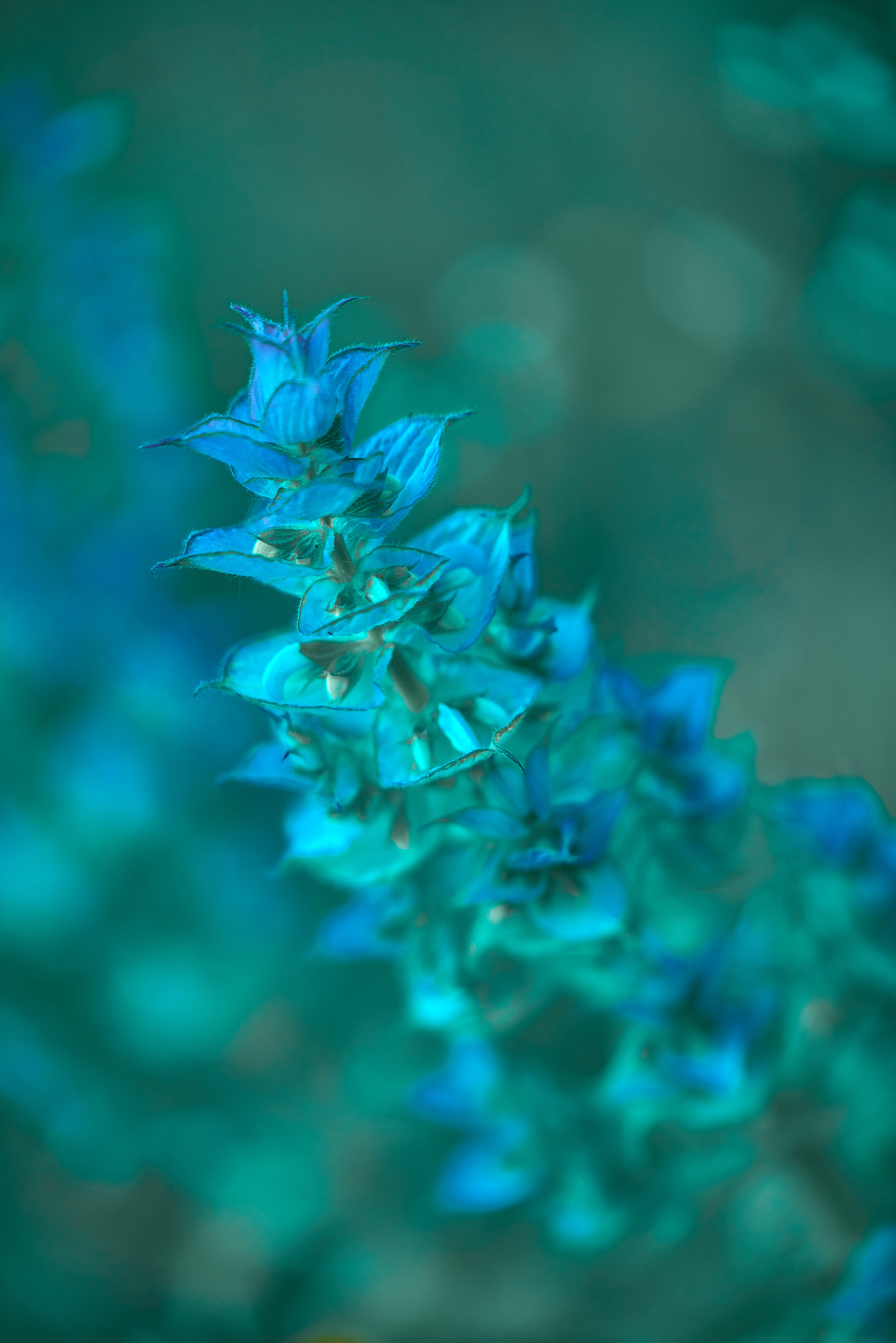 Лето и Цветы. Профессиональный Фотограф Халемонец Андрей в Кривой Рог Днепр Украина