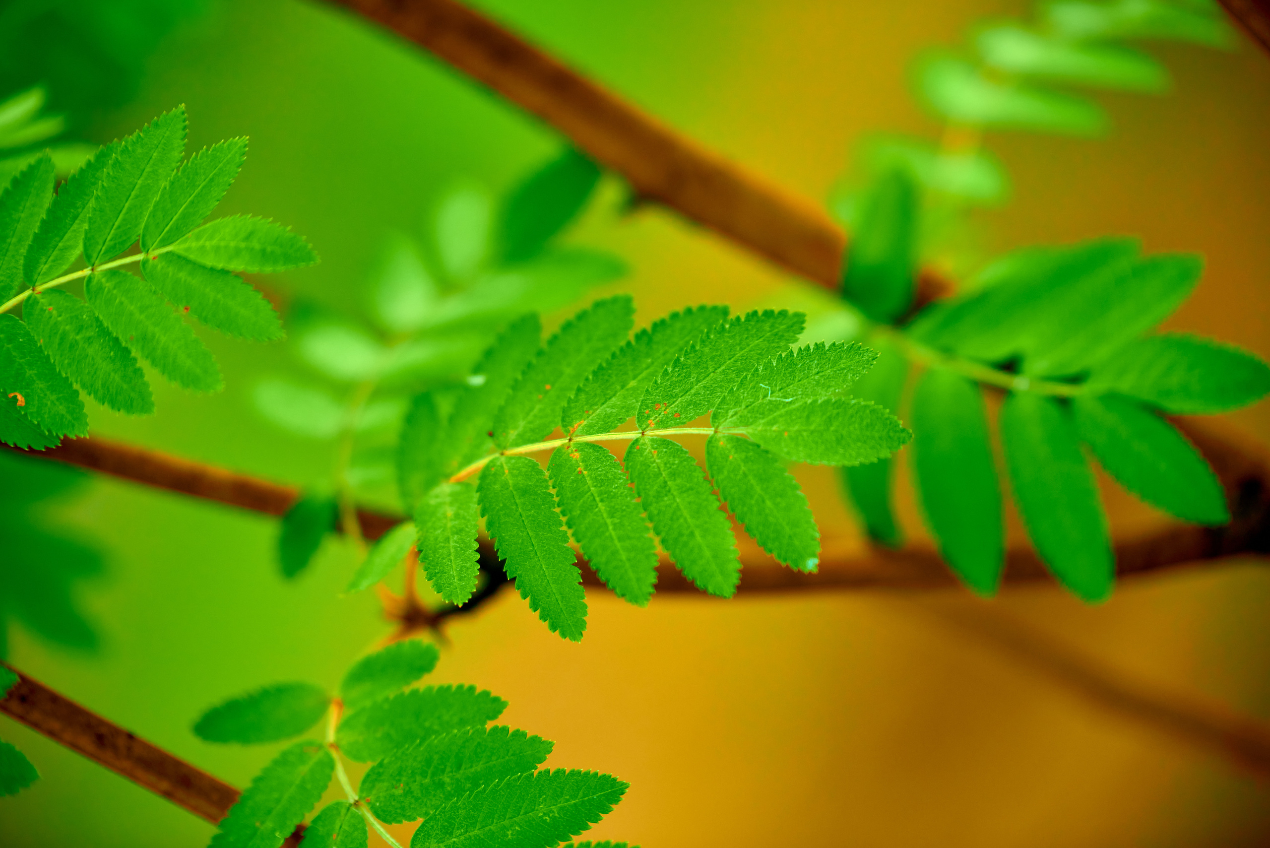 Вечерняя прогулка. Профессиональный Фотограф Халемонец Андрей в Кривой Рог Днепр Украина
