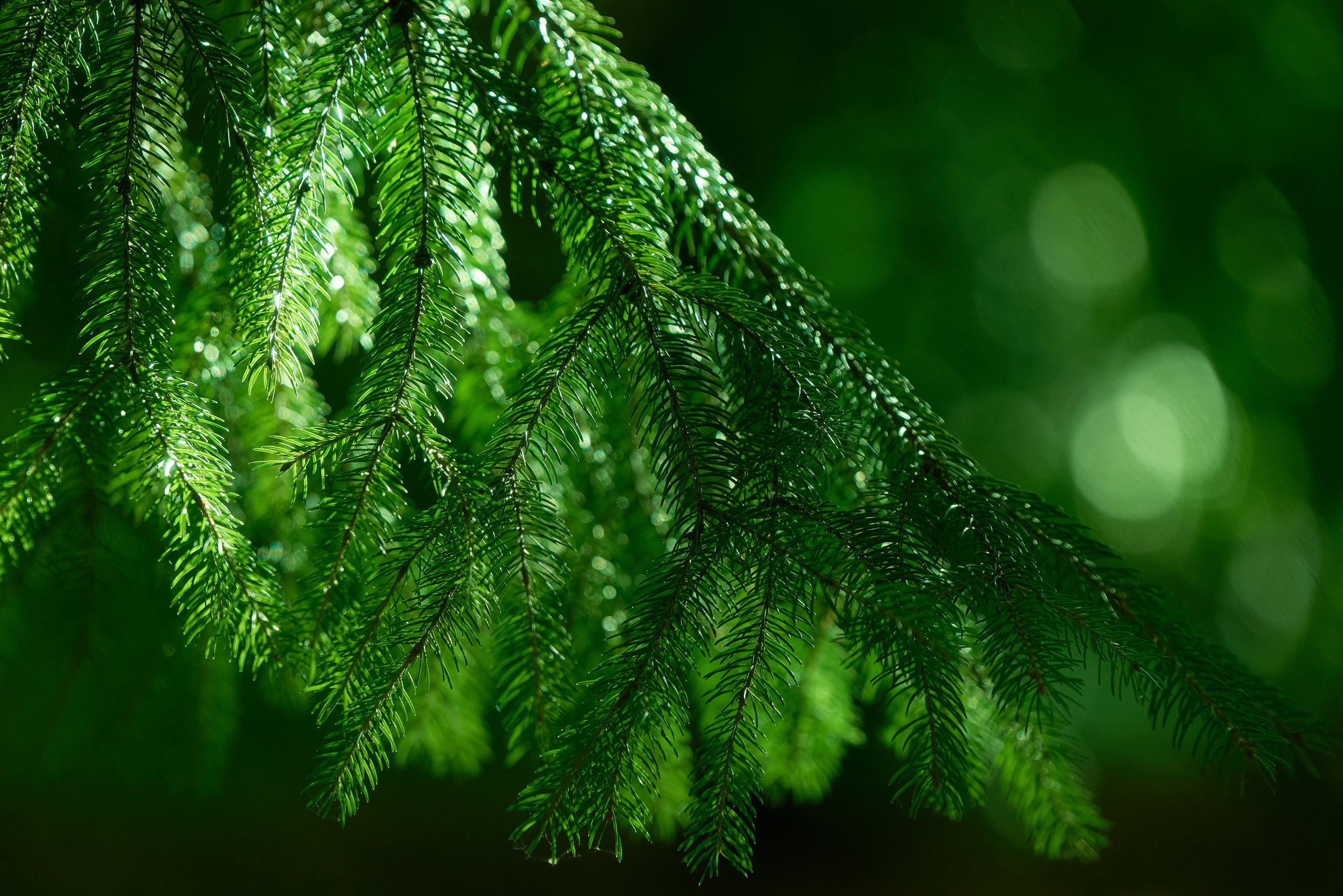 Зеленый цвет, еловые ветки, Бот Сад Кривой Рог.