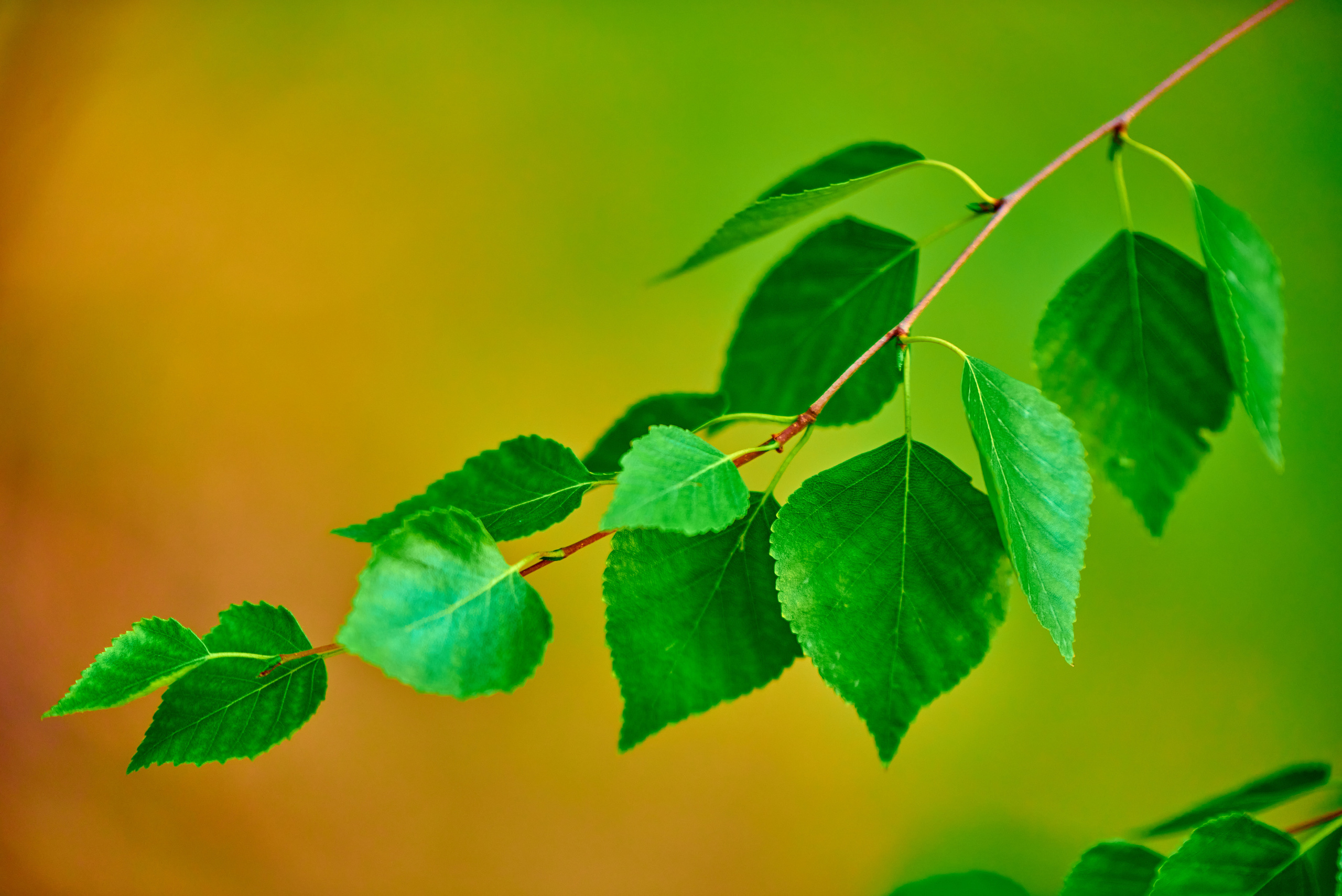 Берёзовая веточка в лучах закатного солнца крупным планом.