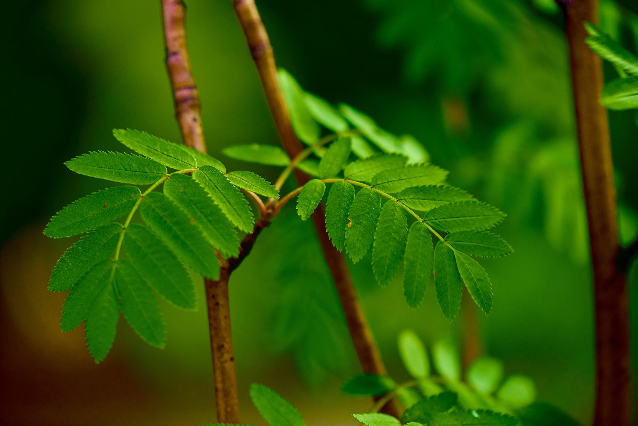 Вечерняя прогулка. Профессиональный Фотограф Халемонец Андрей в Кривой Рог Днепр Украина