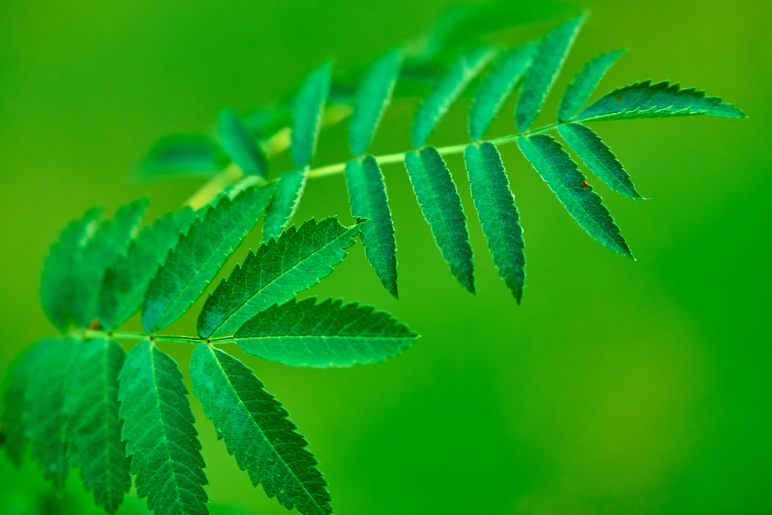 веточка острых зелёных листиков.