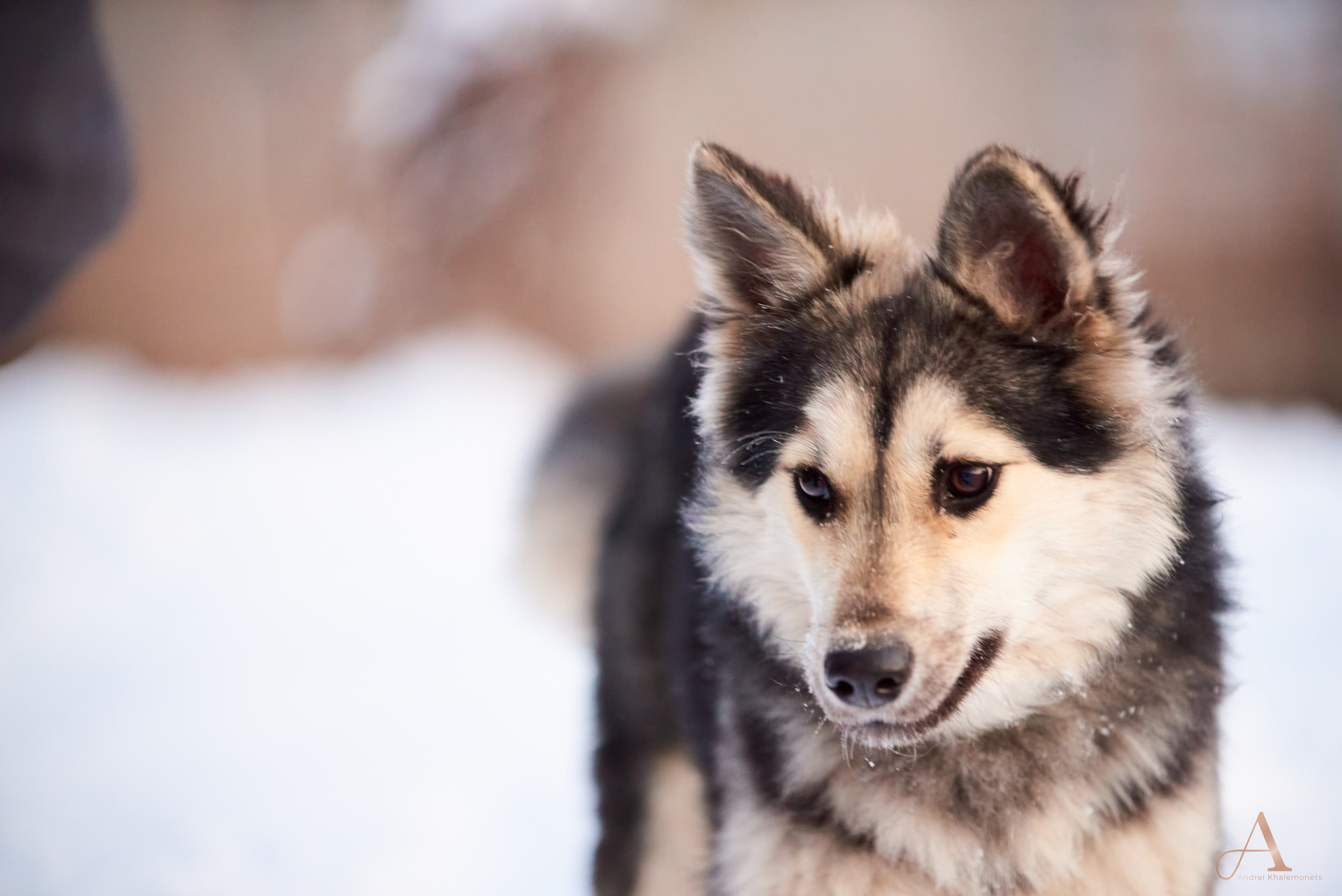 Молодая Хаски в снегу, портрет.