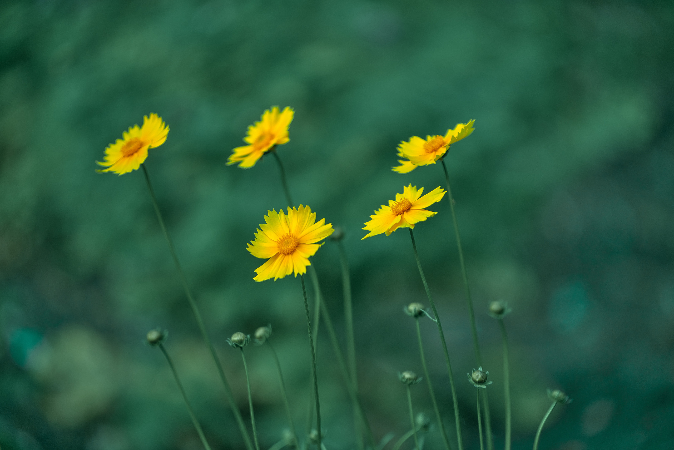 Лето и Цветы. Профессиональный Фотограф Халемонец Андрей в Кривой Рог Днепр Украина