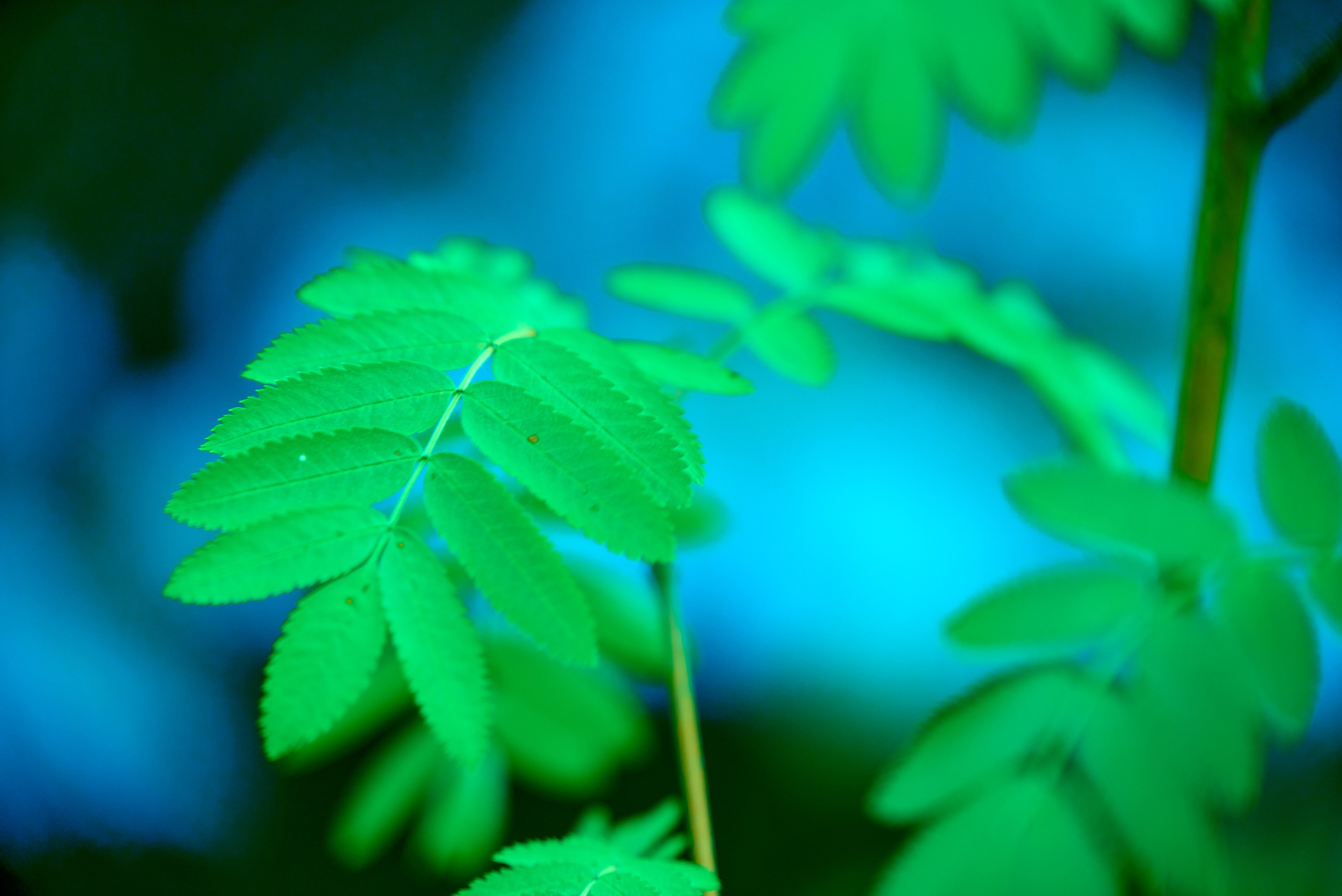 Вечерняя прогулка. Профессиональный Фотограф Халемонец Андрей в Кривой Рог Днепр Украина