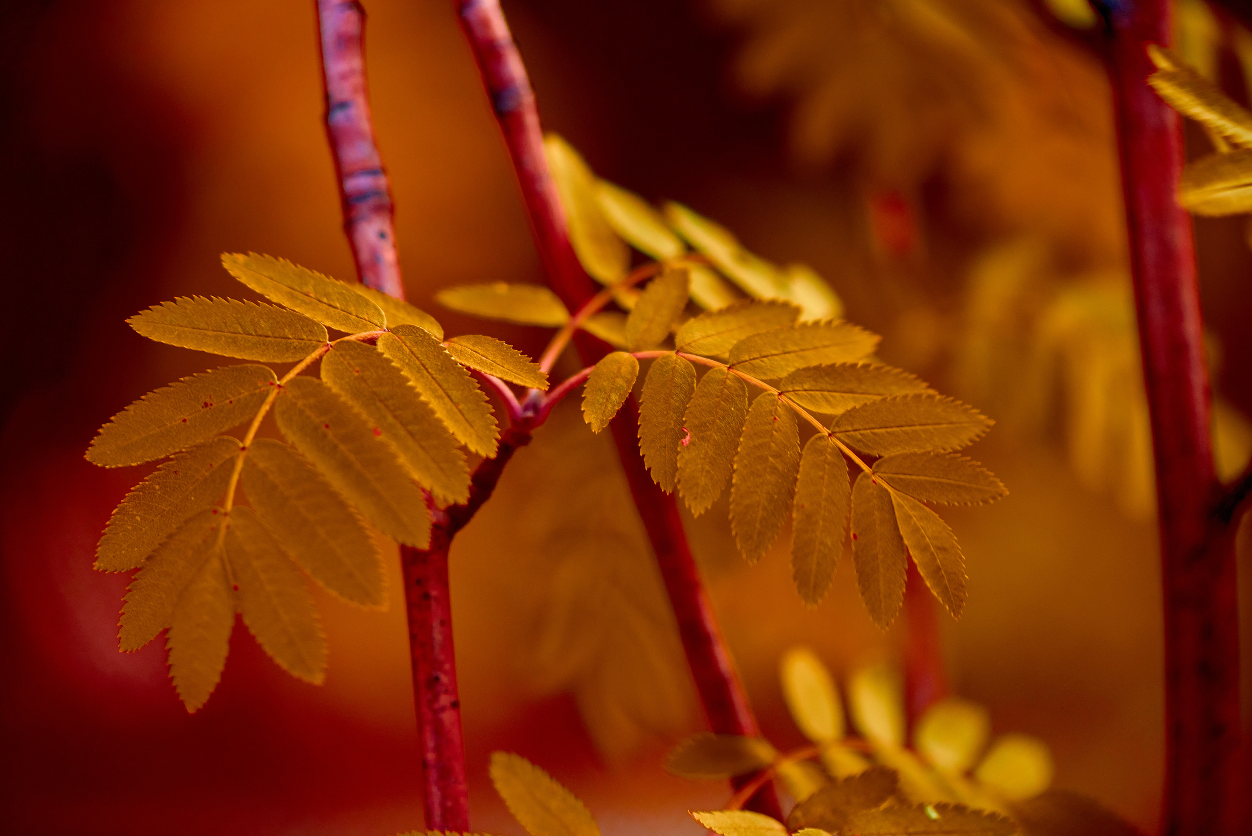 листва в теплых тонах.