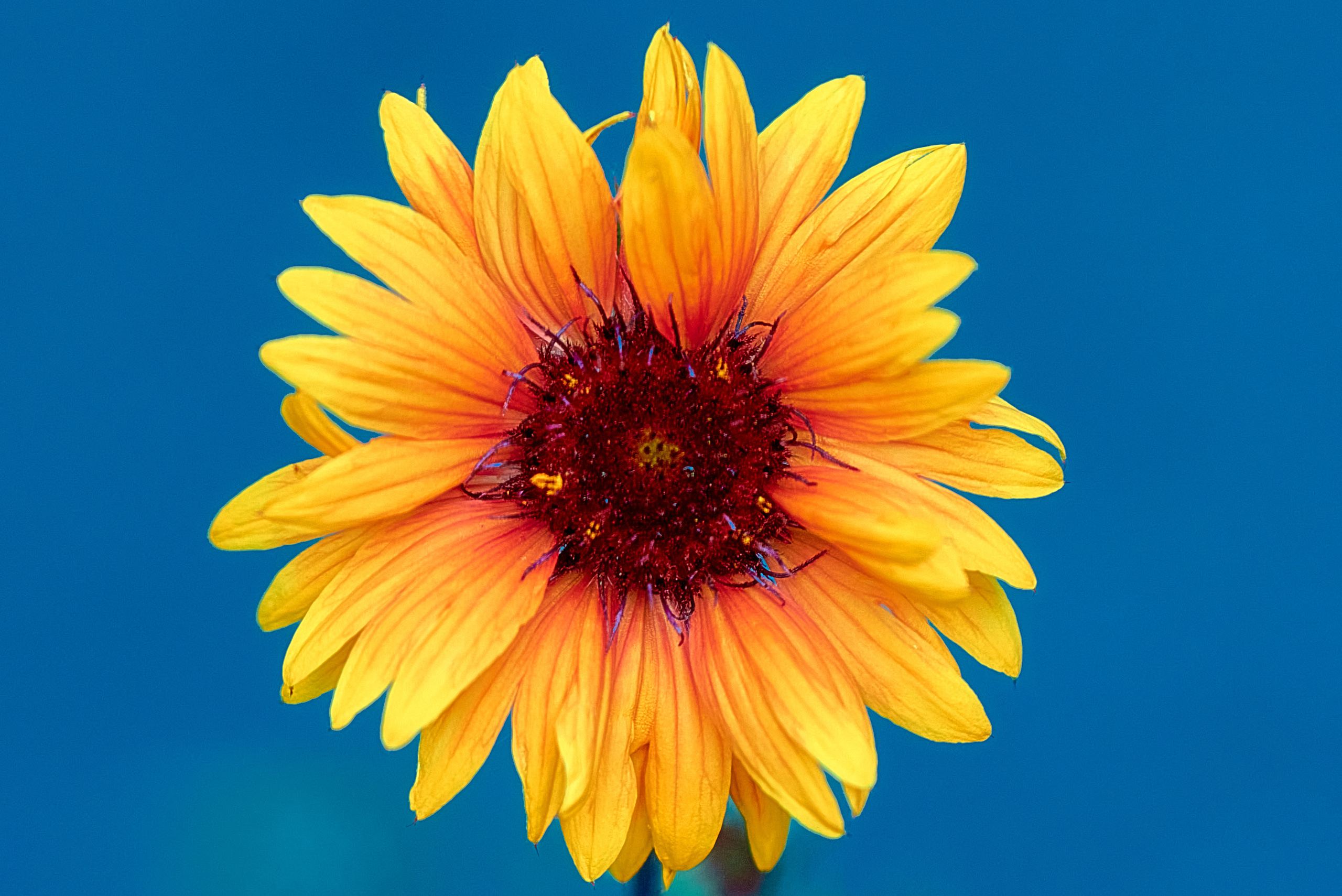 Лето и Цветы. Профессиональный Фотограф Халемонец Андрей в Кривой Рог Днепр Украина