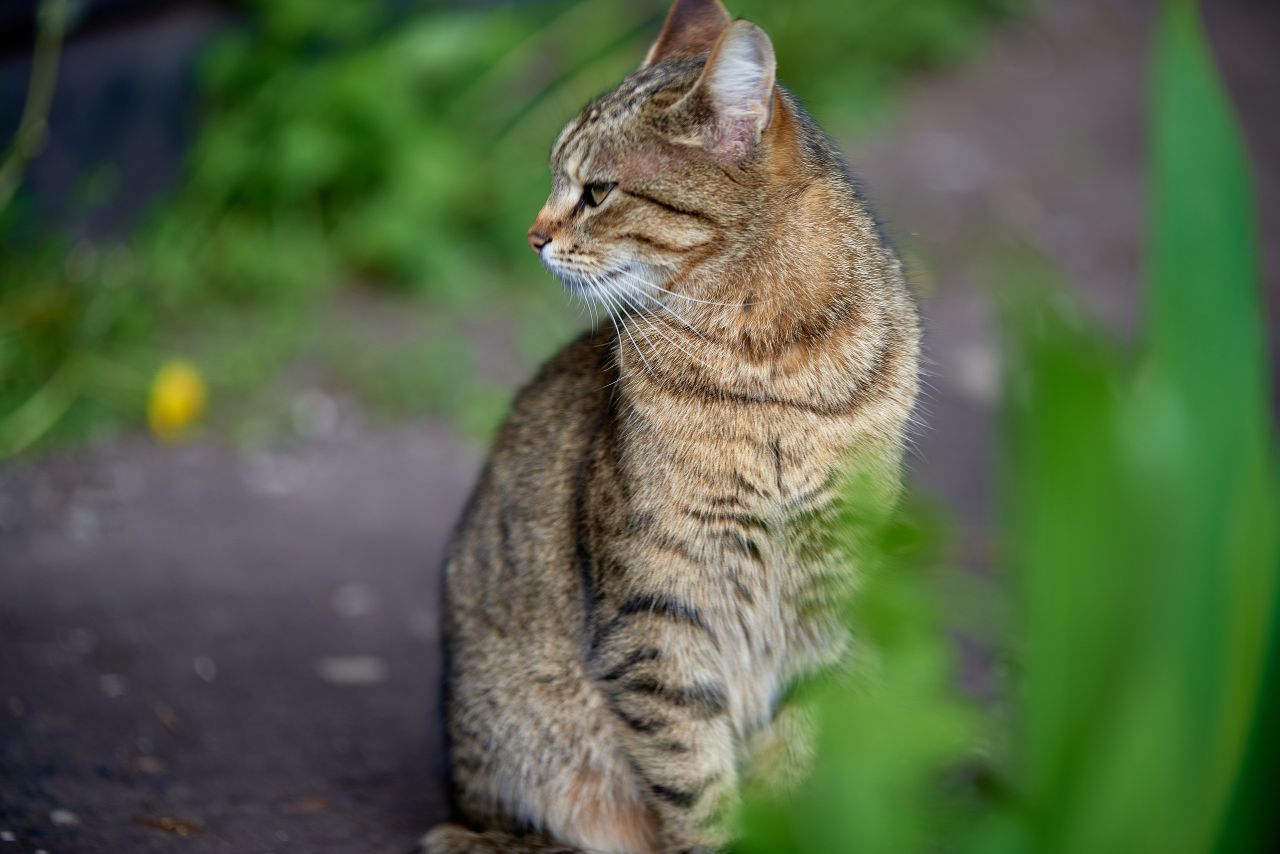 Кошачья Жизнь в фотографиях. Профессиональный Фотограф Халемонец Андрей в Кривой Рог Днепр Украина