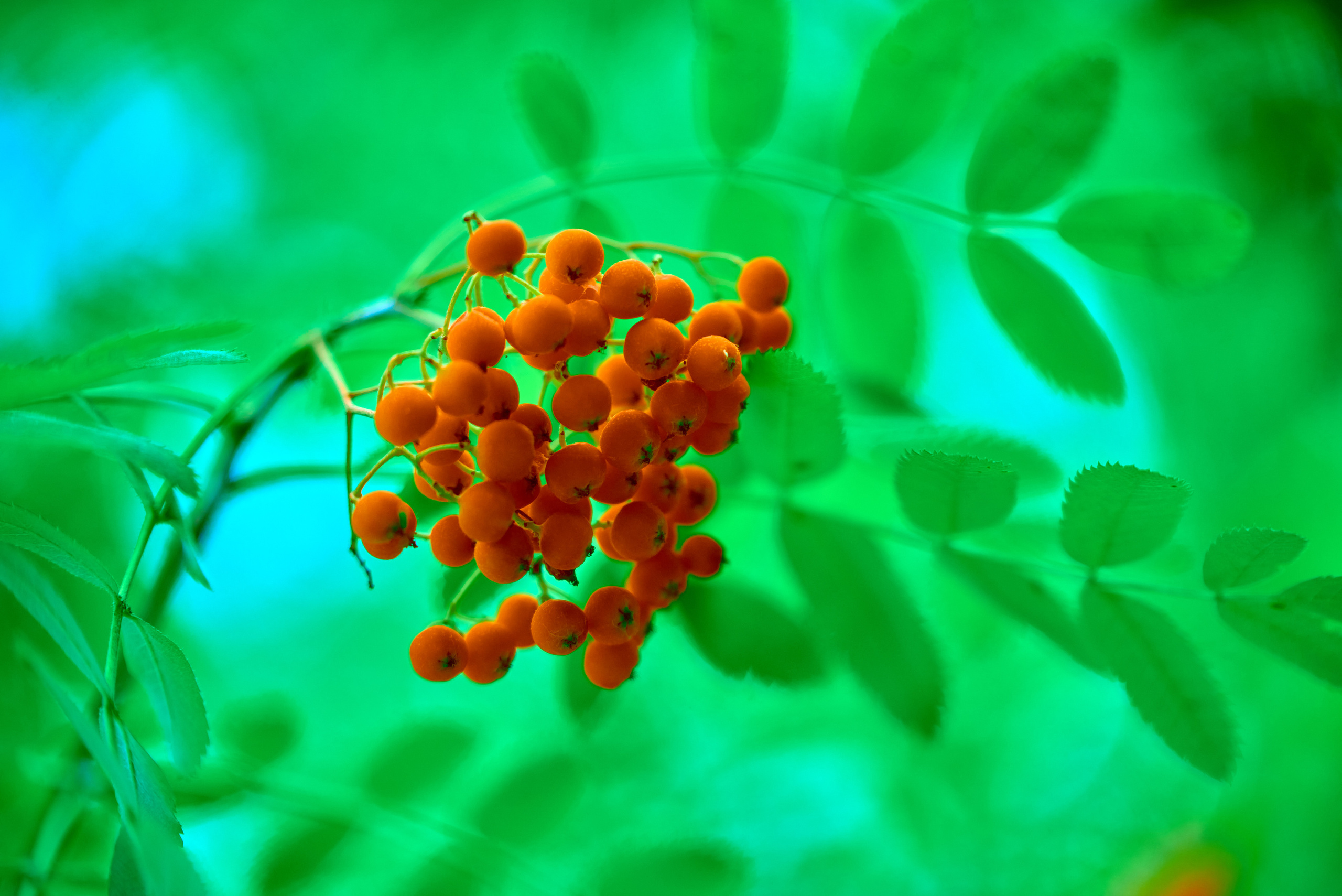 Вечерняя прогулка. Профессиональный Фотограф Халемонец Андрей в Кривой Рог Днепр Украина