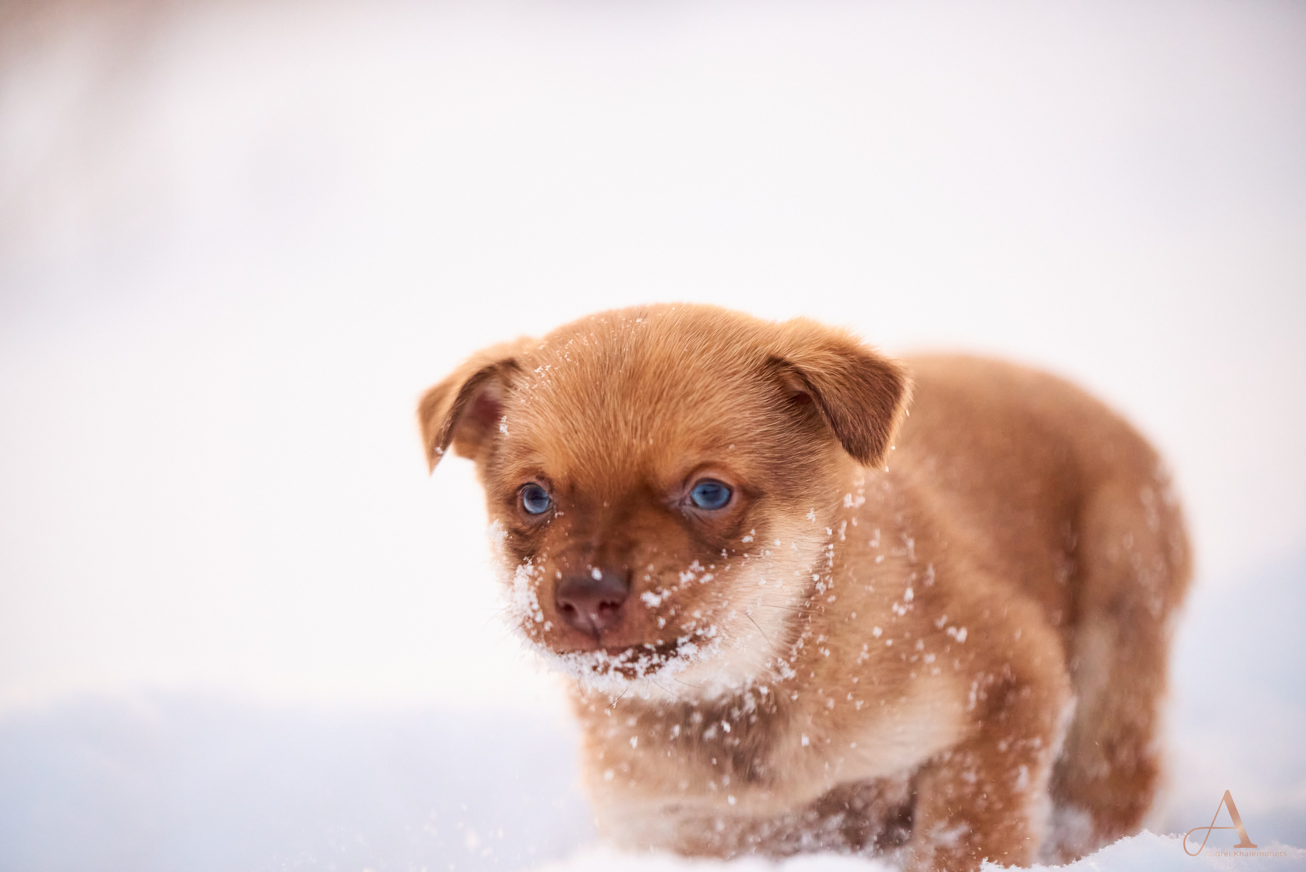 Портрет крупный план, рыжий щенок в снегу.