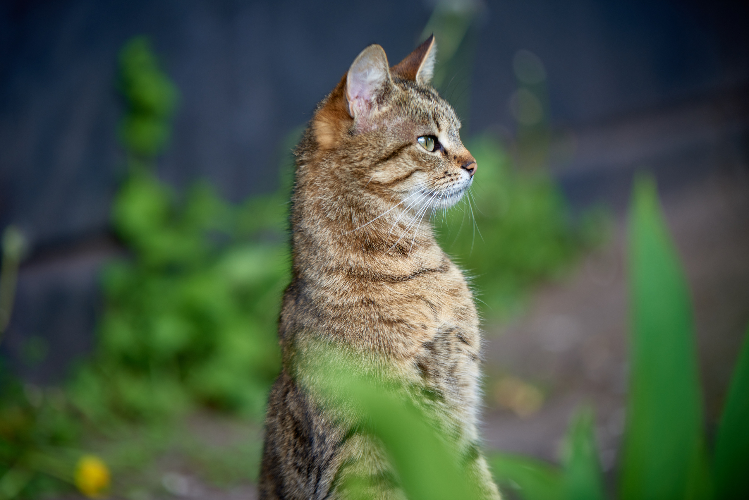 Кошачья Жизнь в фотографиях. Профессиональный Фотограф Халемонец Андрей в Кривой Рог Днепр Украина