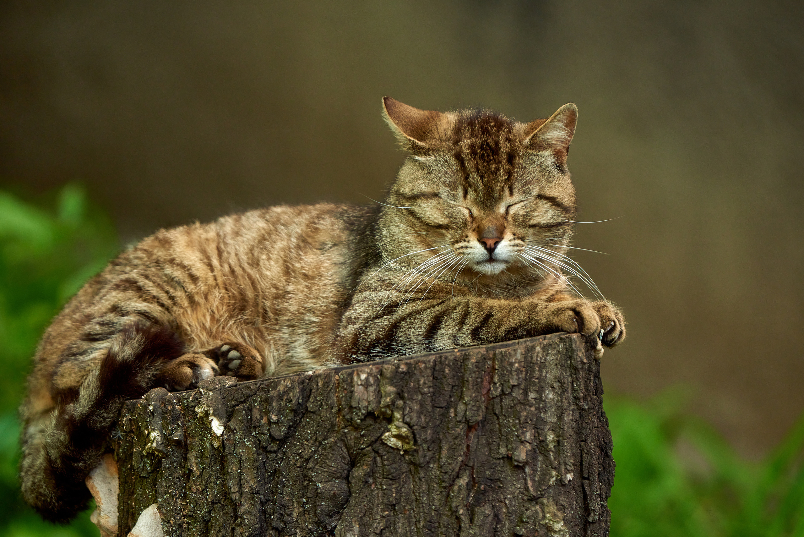 Кошачья Жизнь в фотографиях. Профессиональный Фотограф Халемонец Андрей в Кривой Рог Днепр Украина