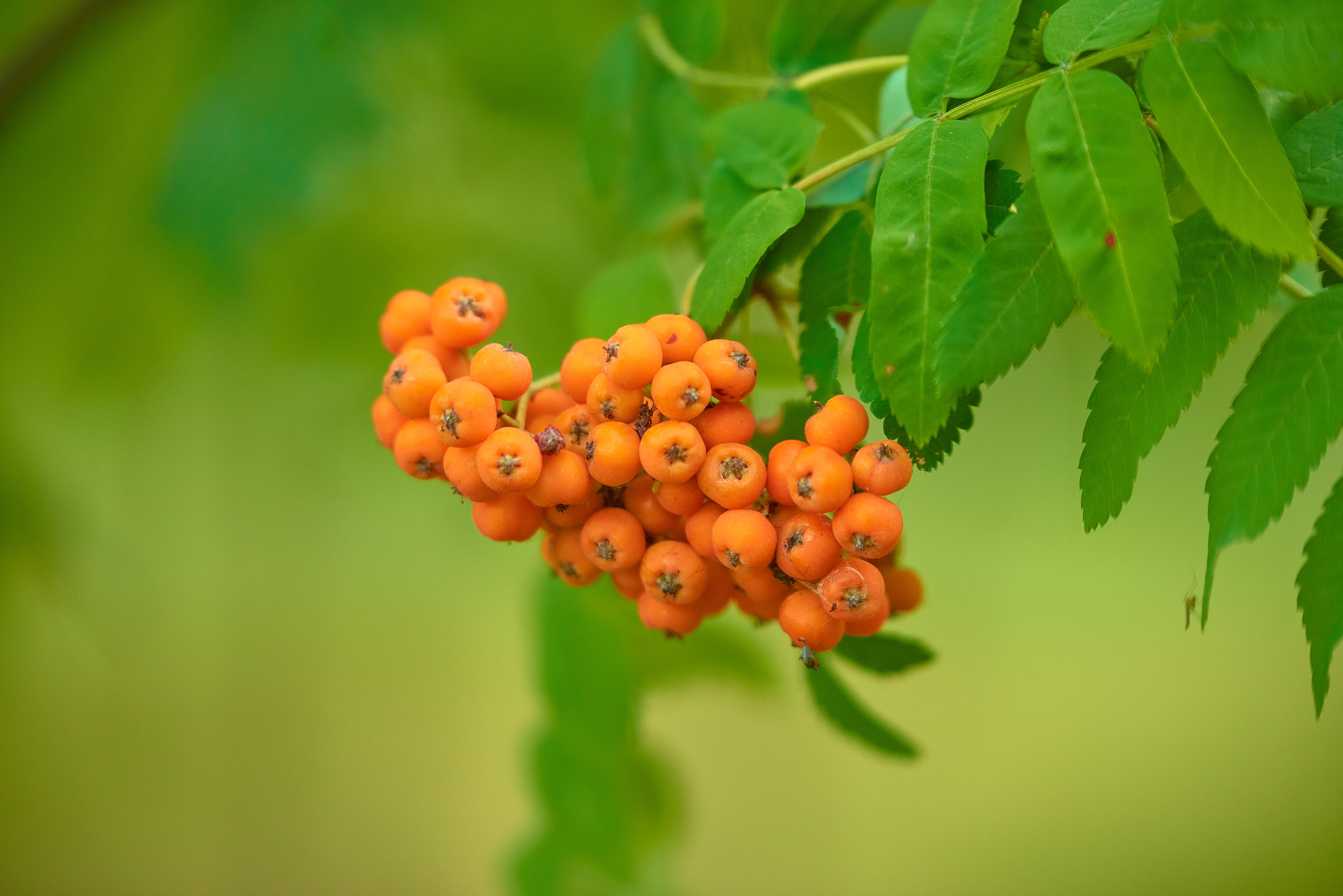 Красная рябина в зелёной листве.