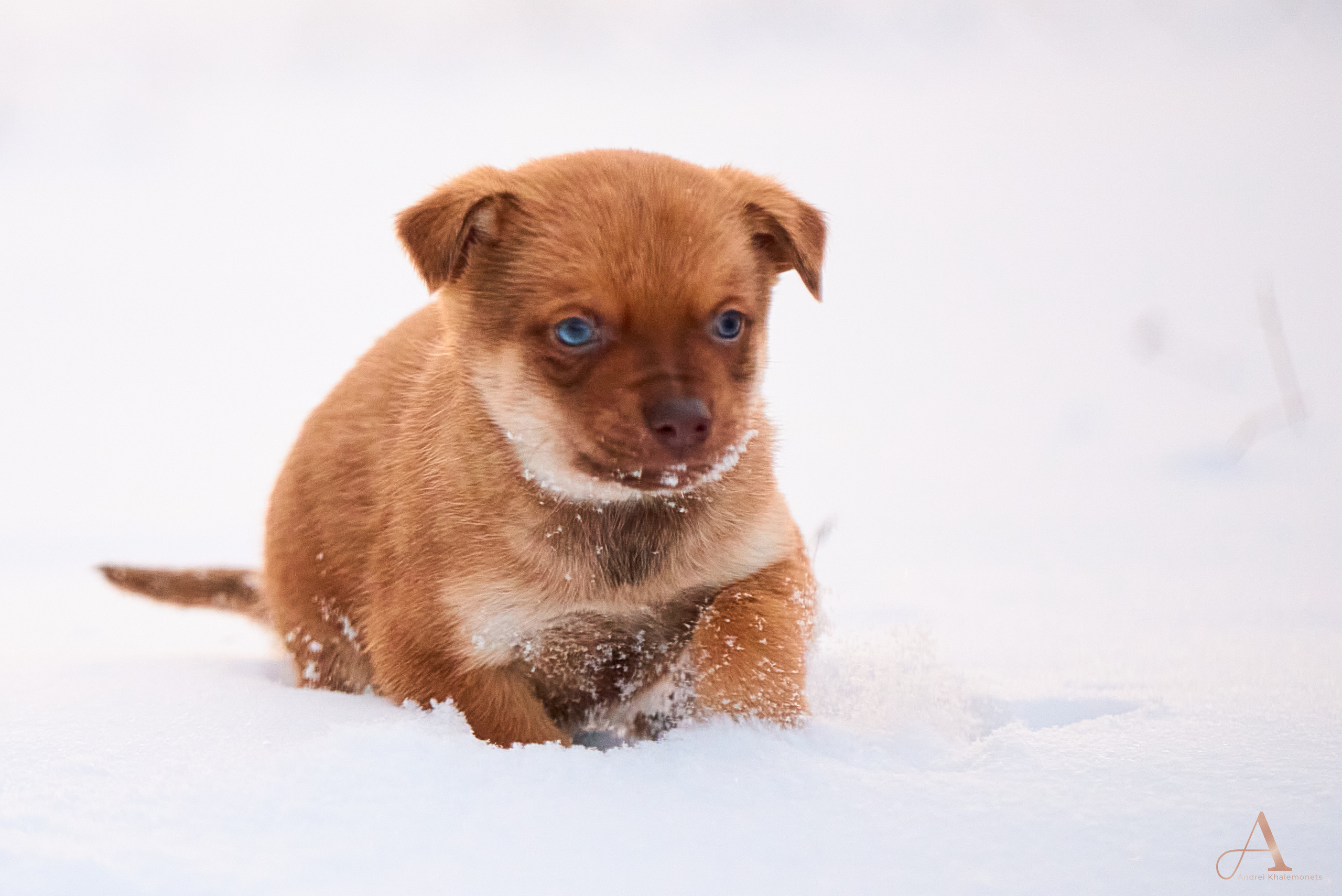 Зимнее утро. Профессиональный Фотограф Халемонец Андрей в Кривой Рог Днепр Украина