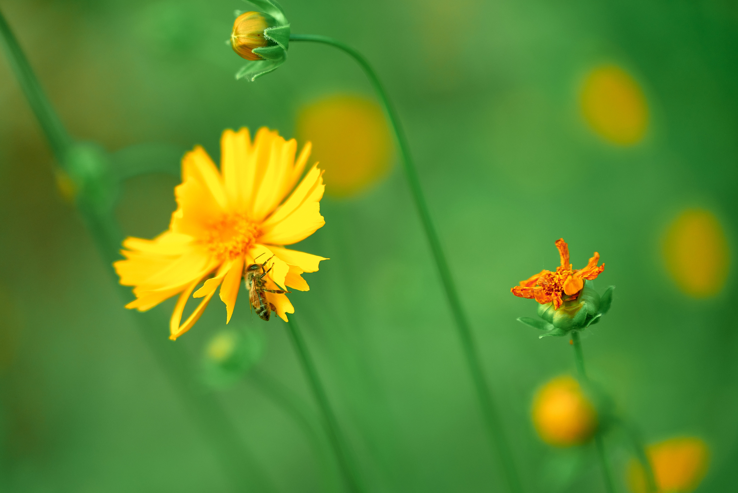 Лето и Цветы. Профессиональный Фотограф Халемонец Андрей в Кривой Рог Днепр Украина