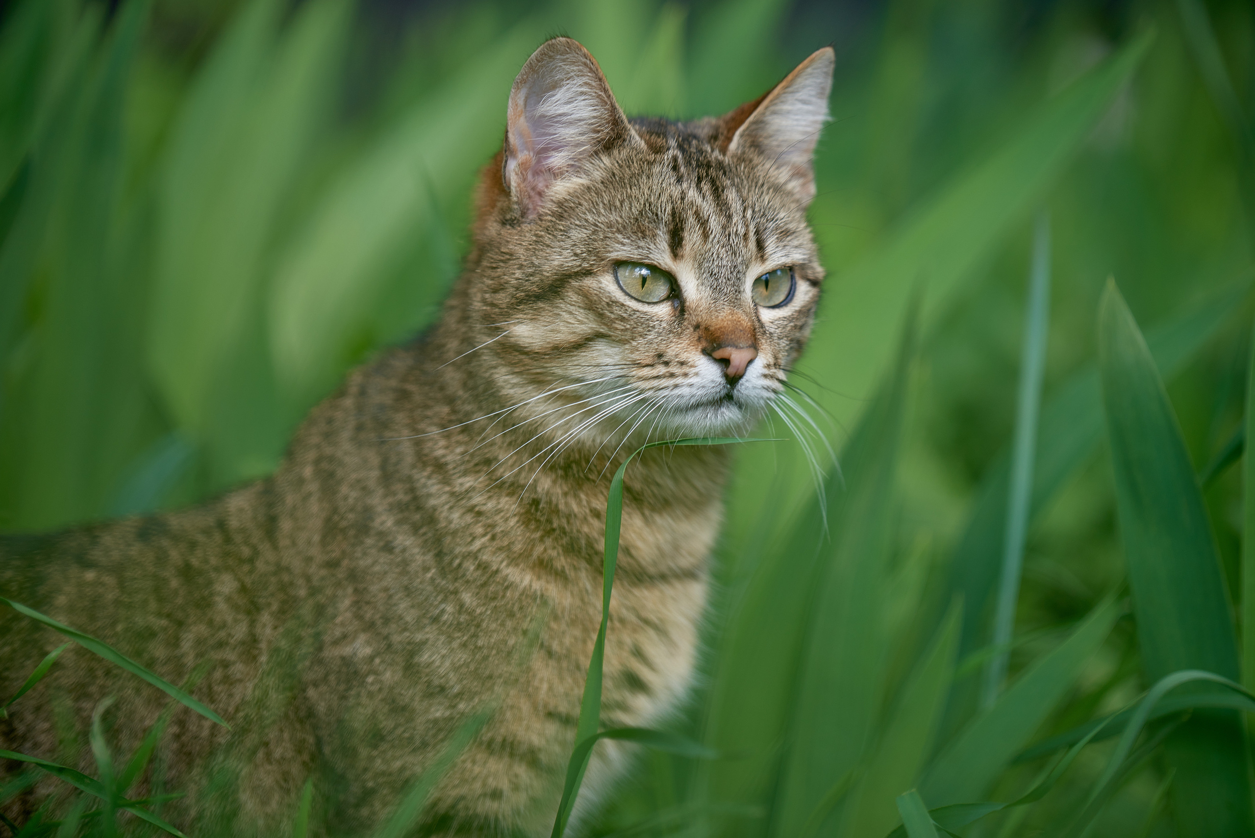 Кошачья Жизнь в фотографиях. Профессиональный Фотограф Халемонец Андрей в Кривой Рог Днепр Украина