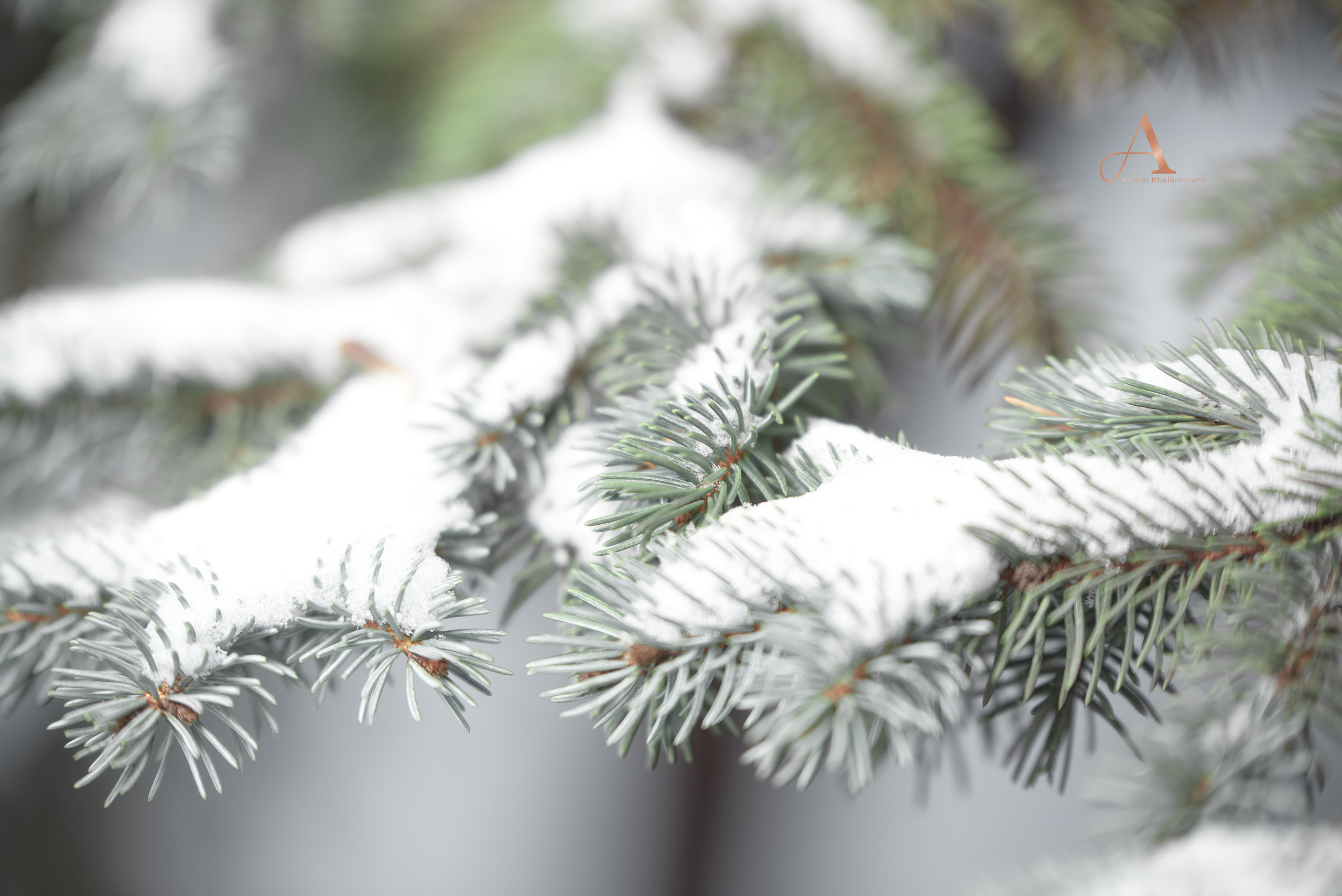 Ветки елки в снегу, лучший фотограф в Кривой Рог, Днепр, Украина.