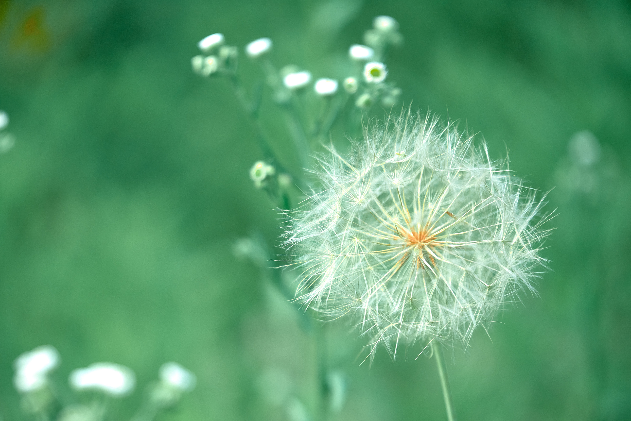 Лето и Цветы. Профессиональный Фотограф Халемонец Андрей в Кривой Рог Днепр Украина