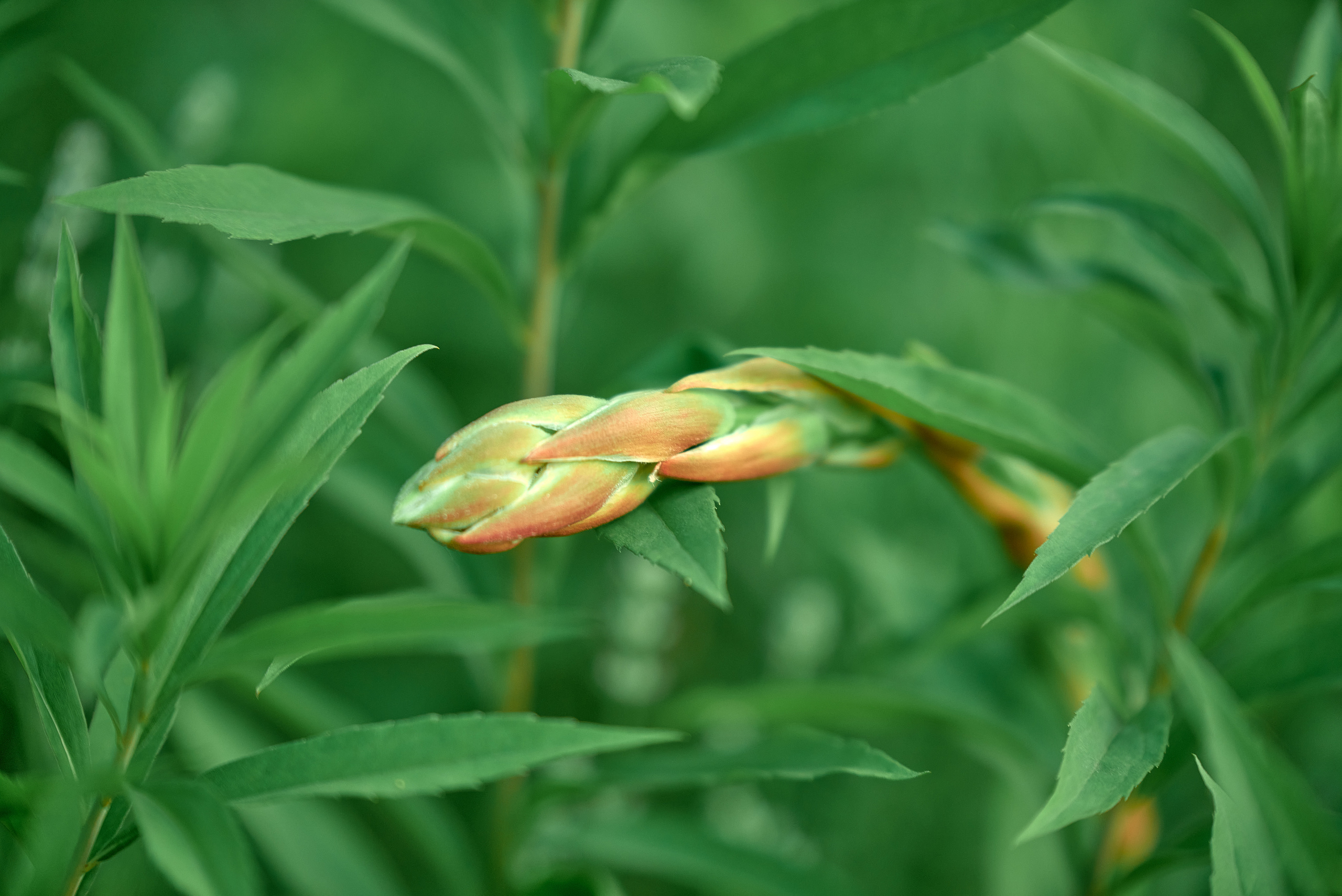 Лето и Цветы. Профессиональный Фотограф Халемонец Андрей в Кривой Рог Днепр Украина