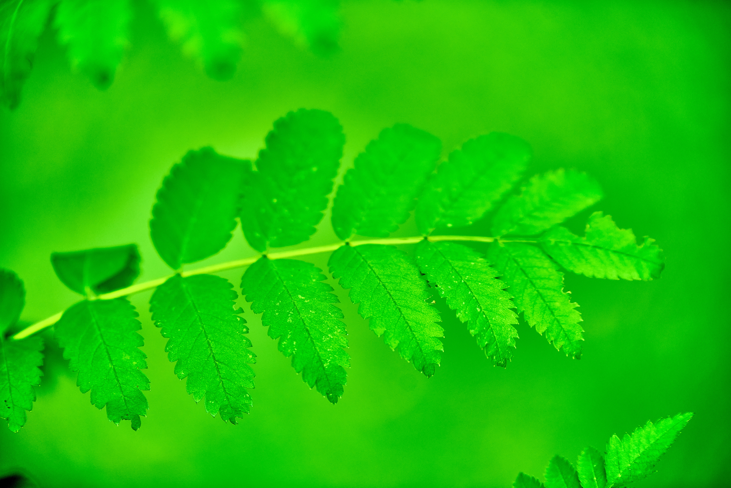 Вечерняя прогулка. Профессиональный Фотограф Халемонец Андрей в Кривой Рог Днепр Украина