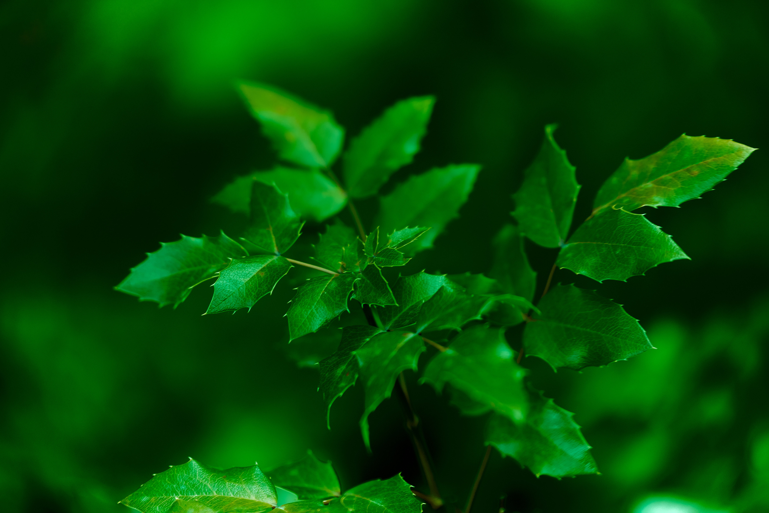 Вечерняя прогулка. Профессиональный Фотограф Халемонец Андрей в Кривой Рог Днепр Украина