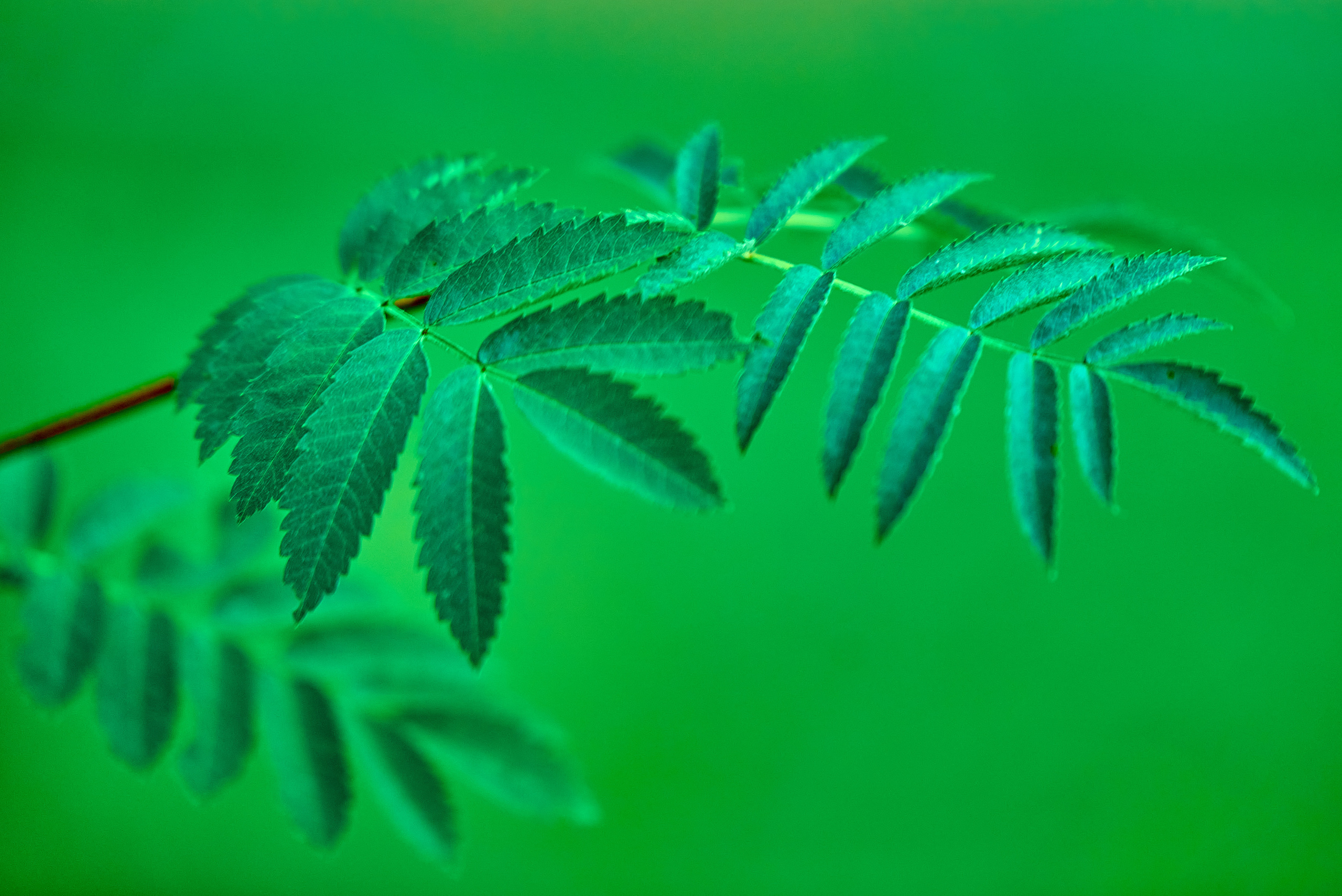 Веточка с зелеными листиками, художественное фото крупным планом.