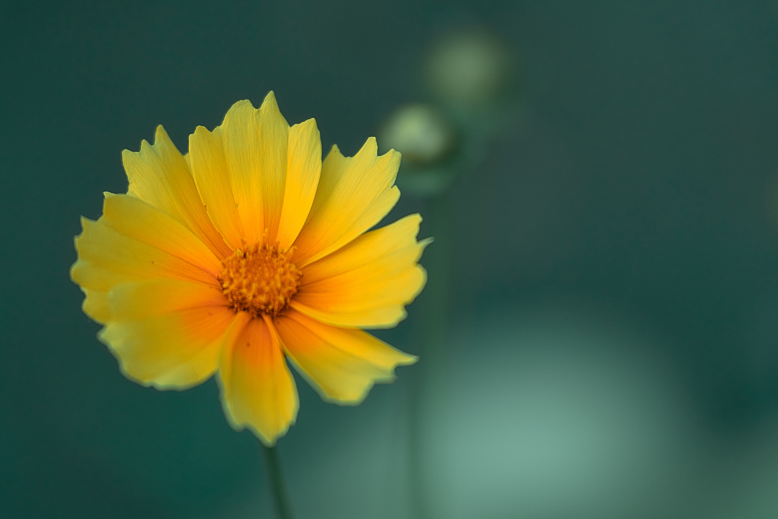 Лето и Цветы. Профессиональный Фотограф Халемонец Андрей в Кривой Рог Днепр Украина