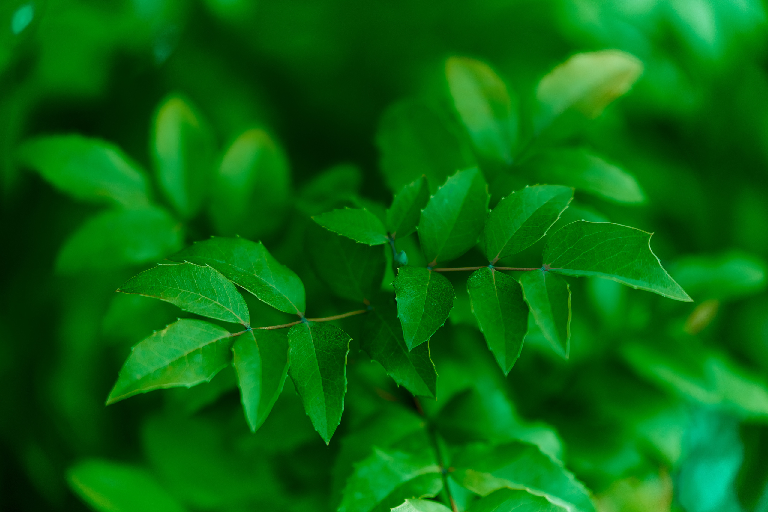 Вечерняя прогулка. Профессиональный Фотограф Халемонец Андрей в Кривой Рог Днепр Украина