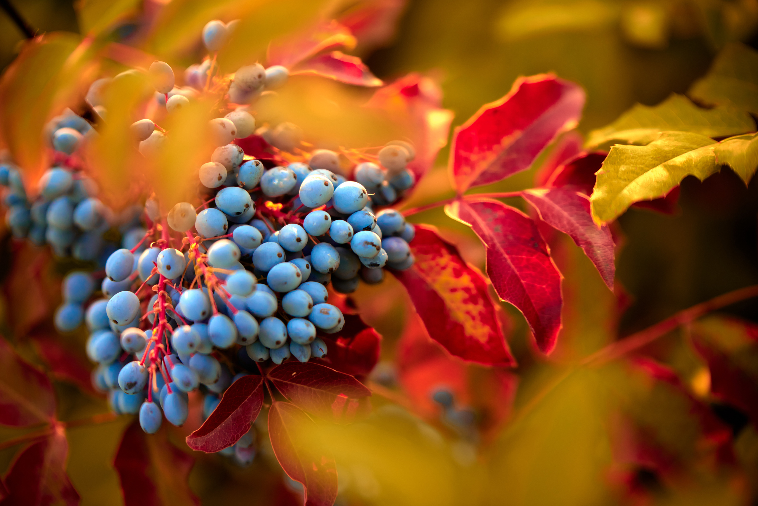 Вечерняя прогулка. Профессиональный Фотограф Халемонец Андрей в Кривой Рог Днепр Украина