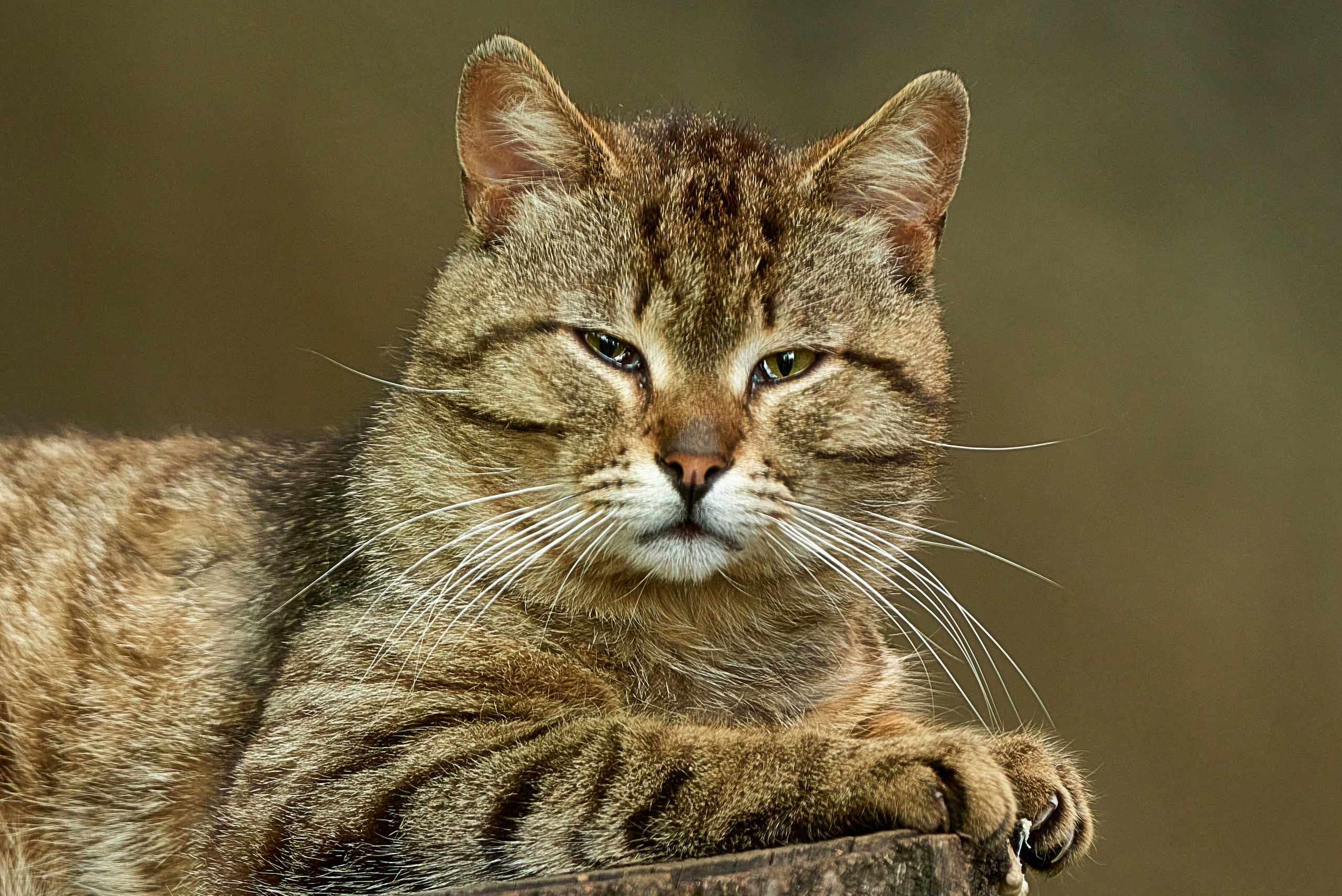 Кошачья Жизнь в фотографиях. Профессиональный Фотограф Халемонец Андрей в Кривой Рог Днепр Украина