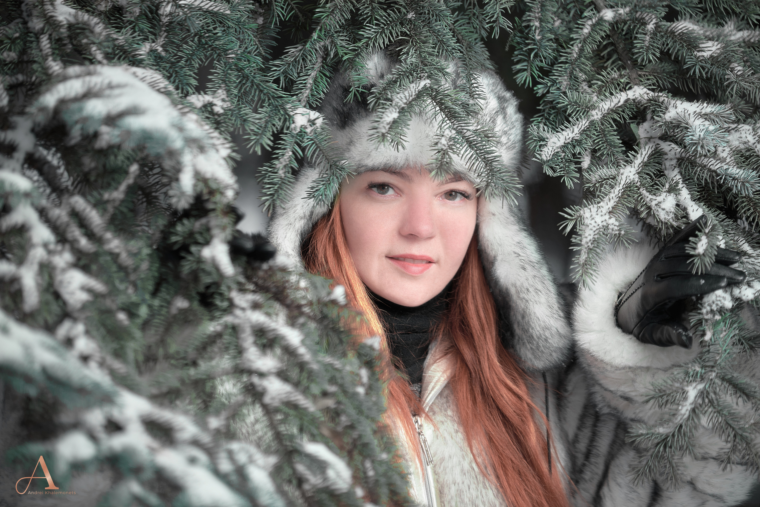 Фотосессия в сосновой роще зимой в Кривой Рог, Днепр, Украина.