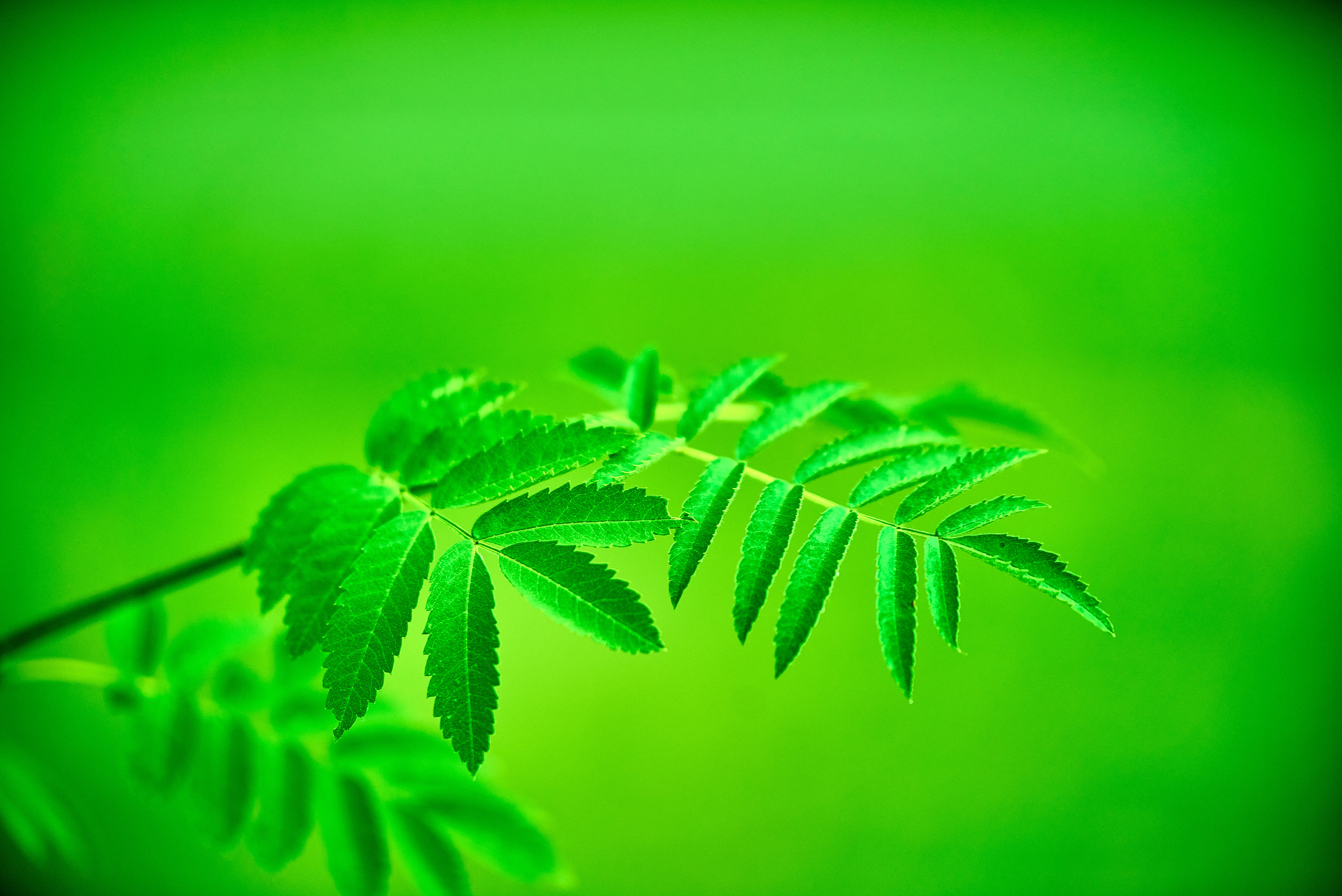 Вечерняя прогулка. Профессиональный Фотограф Халемонец Андрей в Кривой Рог Днепр Украина