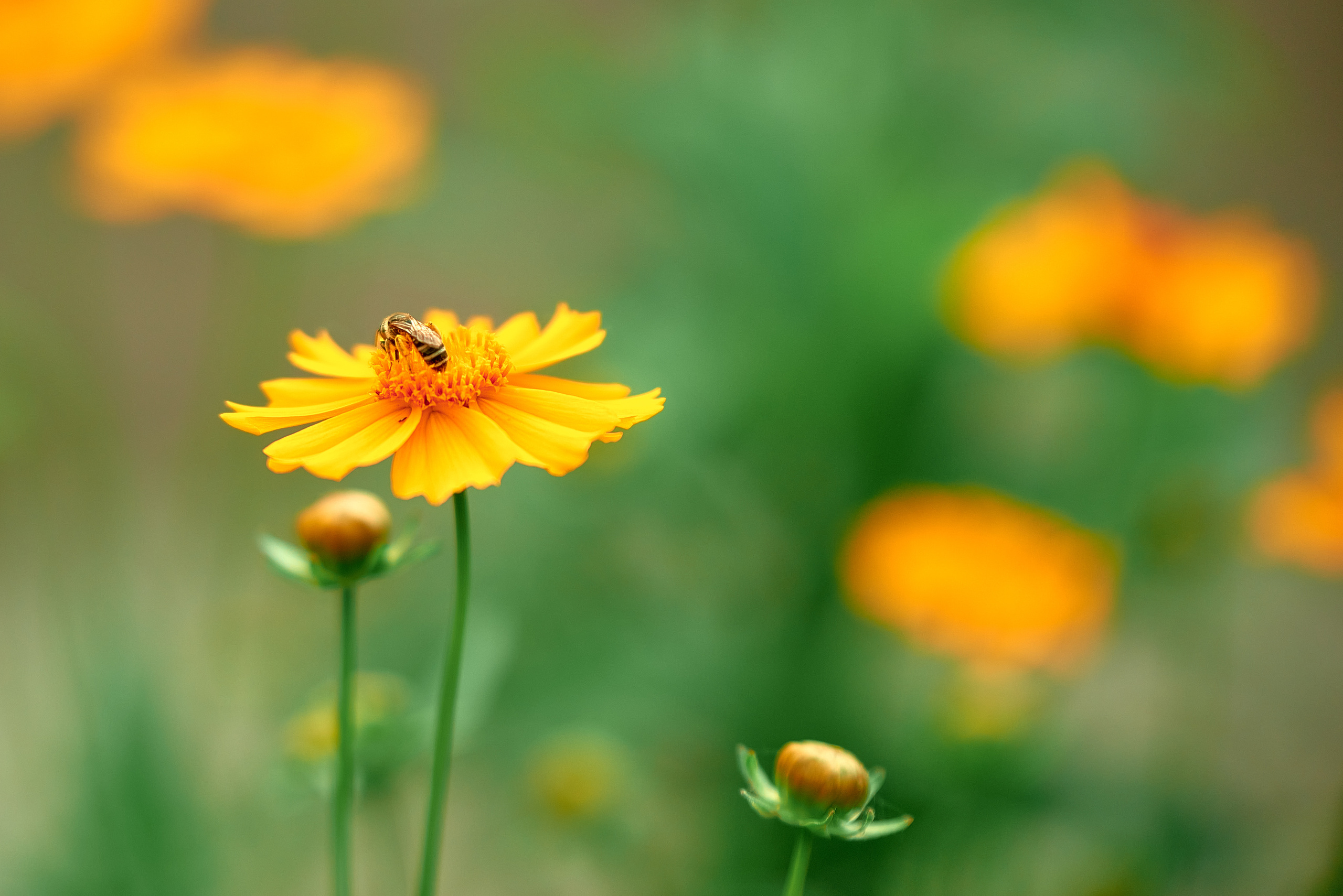 Лето и Цветы. Профессиональный Фотограф Халемонец Андрей в Кривой Рог Днепр Украина