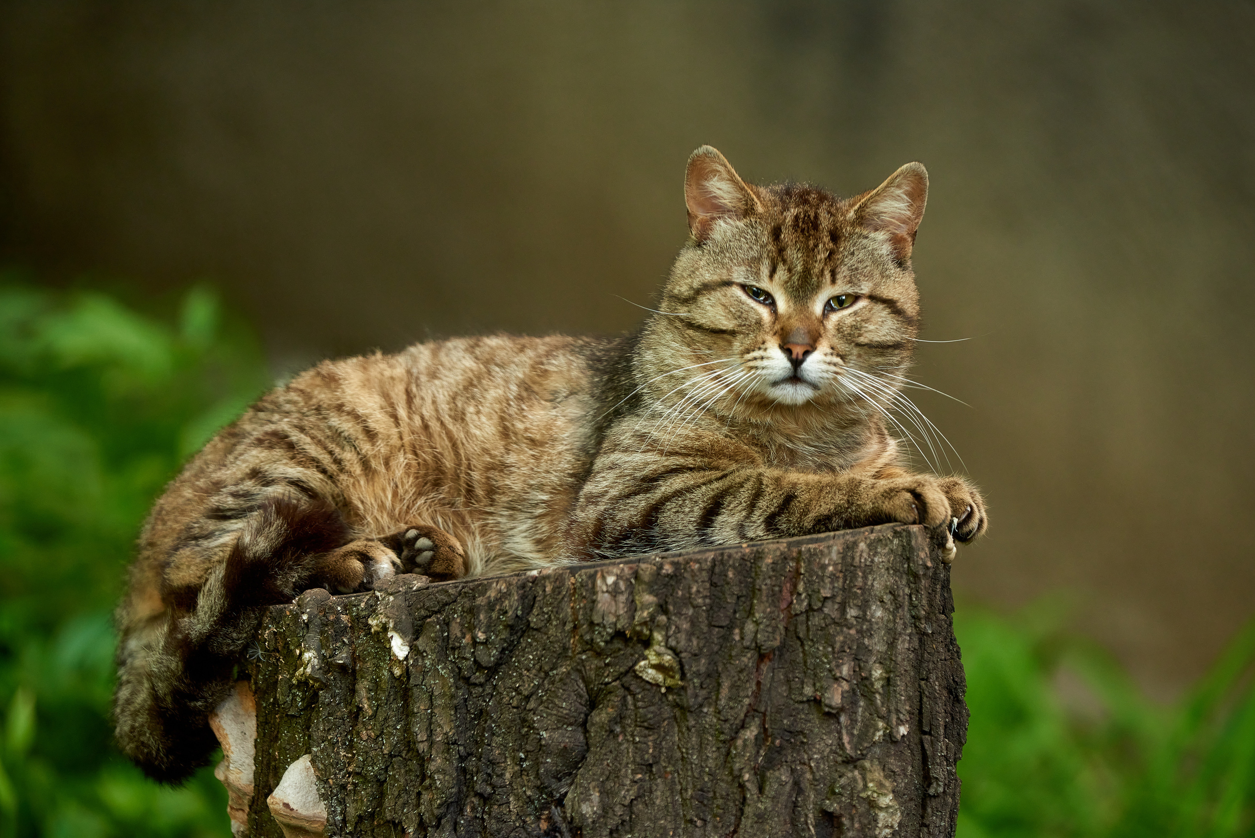 Кошачья Жизнь в фотографиях. Профессиональный Фотограф Халемонец Андрей в Кривой Рог Днепр Украина