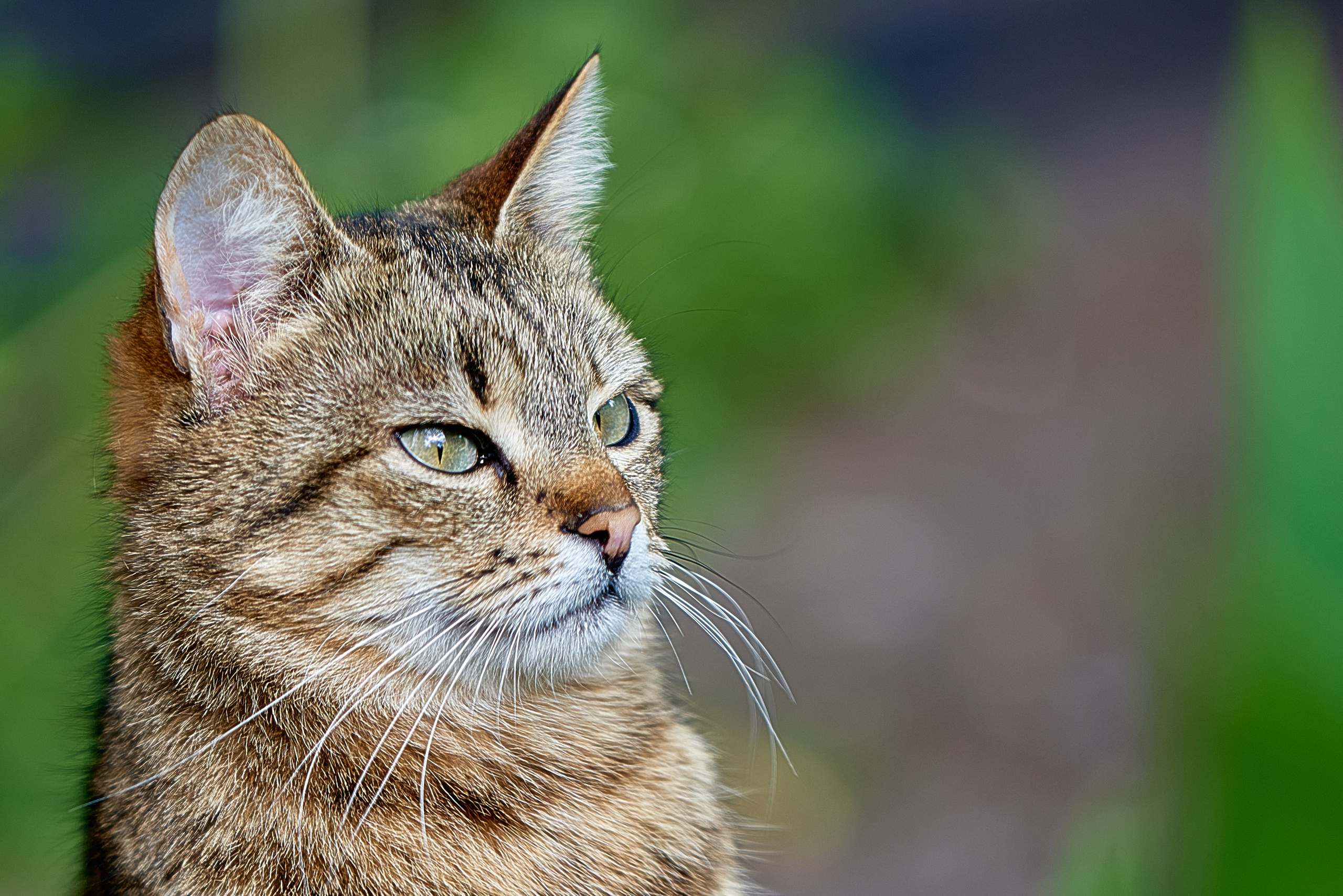 Кошачья Жизнь в фотографиях. Профессиональный Фотограф Халемонец Андрей в Кривой Рог Днепр Украина