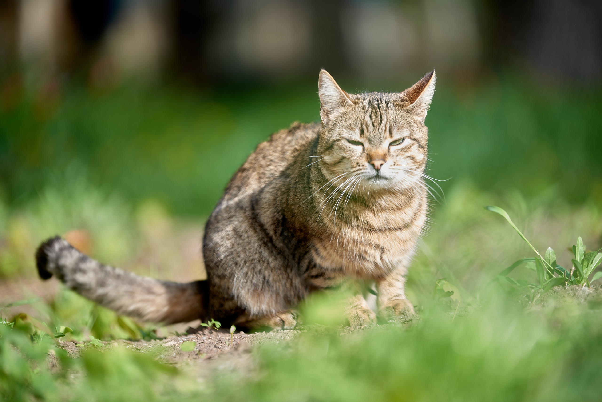 Кошачья Жизнь в фотографиях. Профессиональный Фотограф Халемонец Андрей в Кривой Рог Днепр Украина