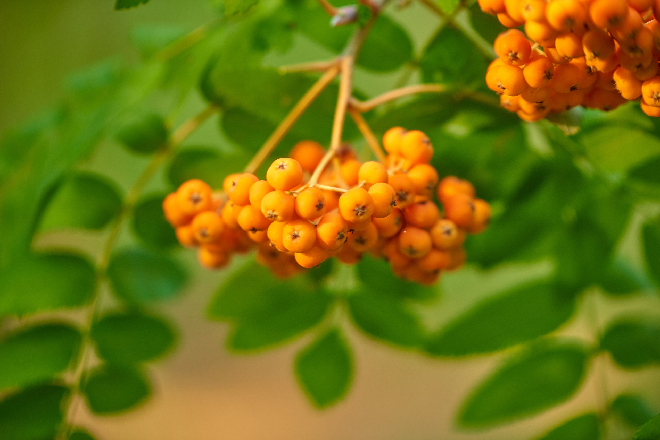 Вечерняя прогулка. Профессиональный Фотограф Халемонец Андрей в Кривой Рог Днепр Украина