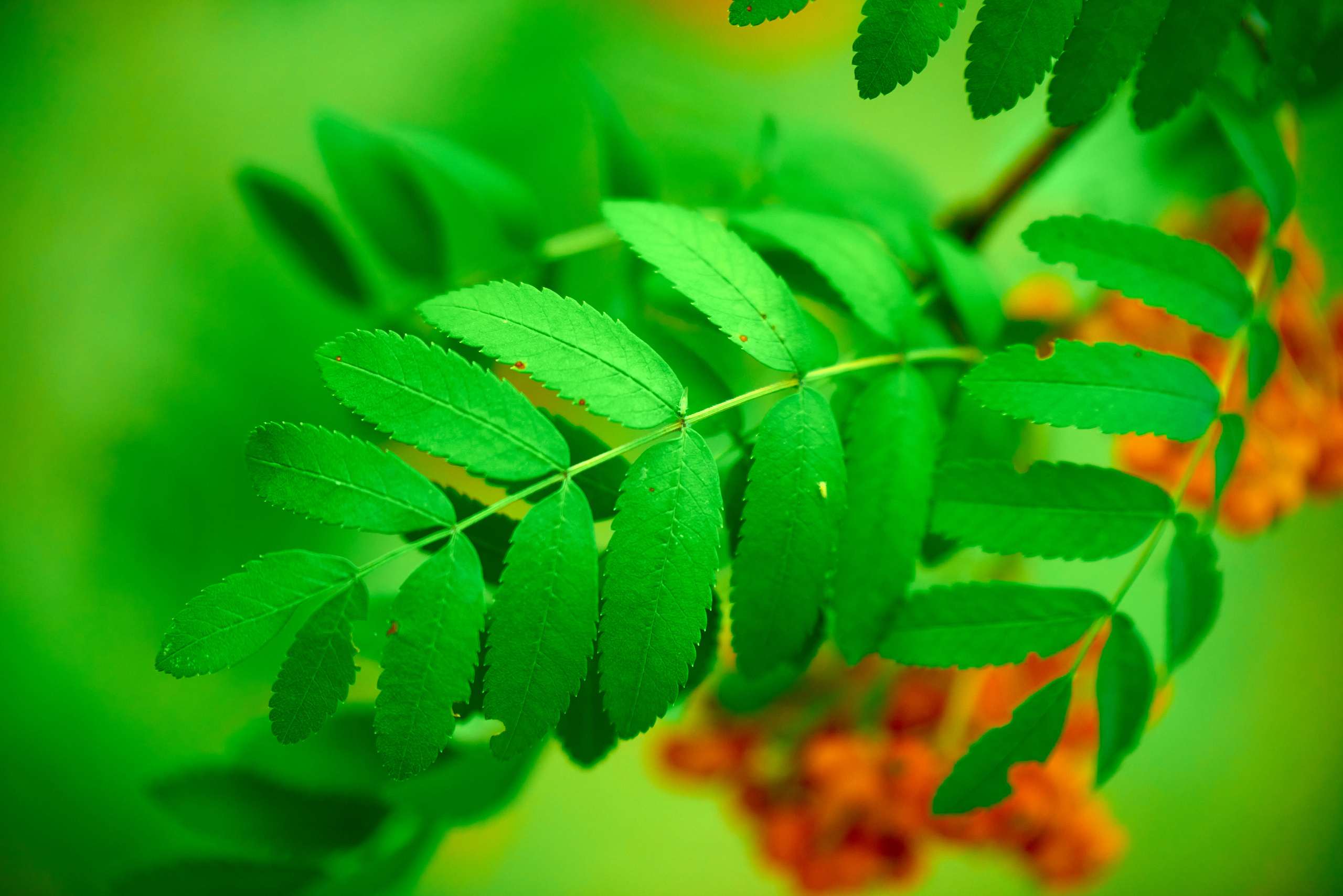 Вечерняя прогулка. Профессиональный Фотограф Халемонец Андрей в Кривой Рог Днепр Украина
