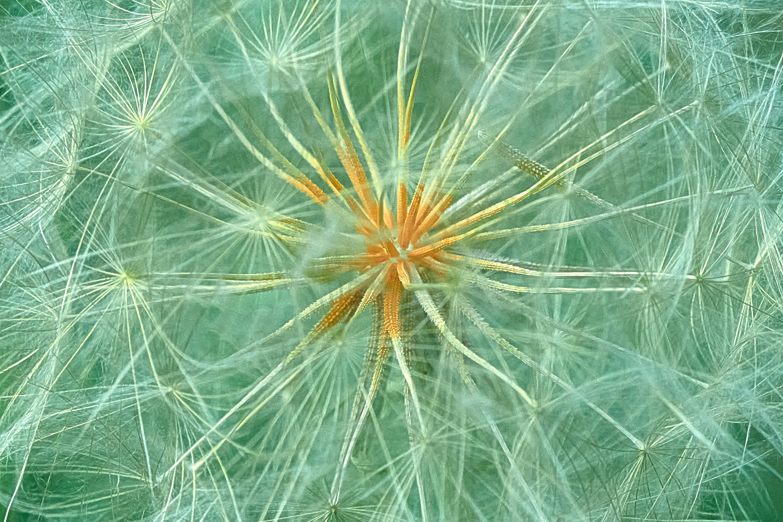 Лето и Цветы. Профессиональный Фотограф Халемонец Андрей в Кривой Рог Днепр Украина