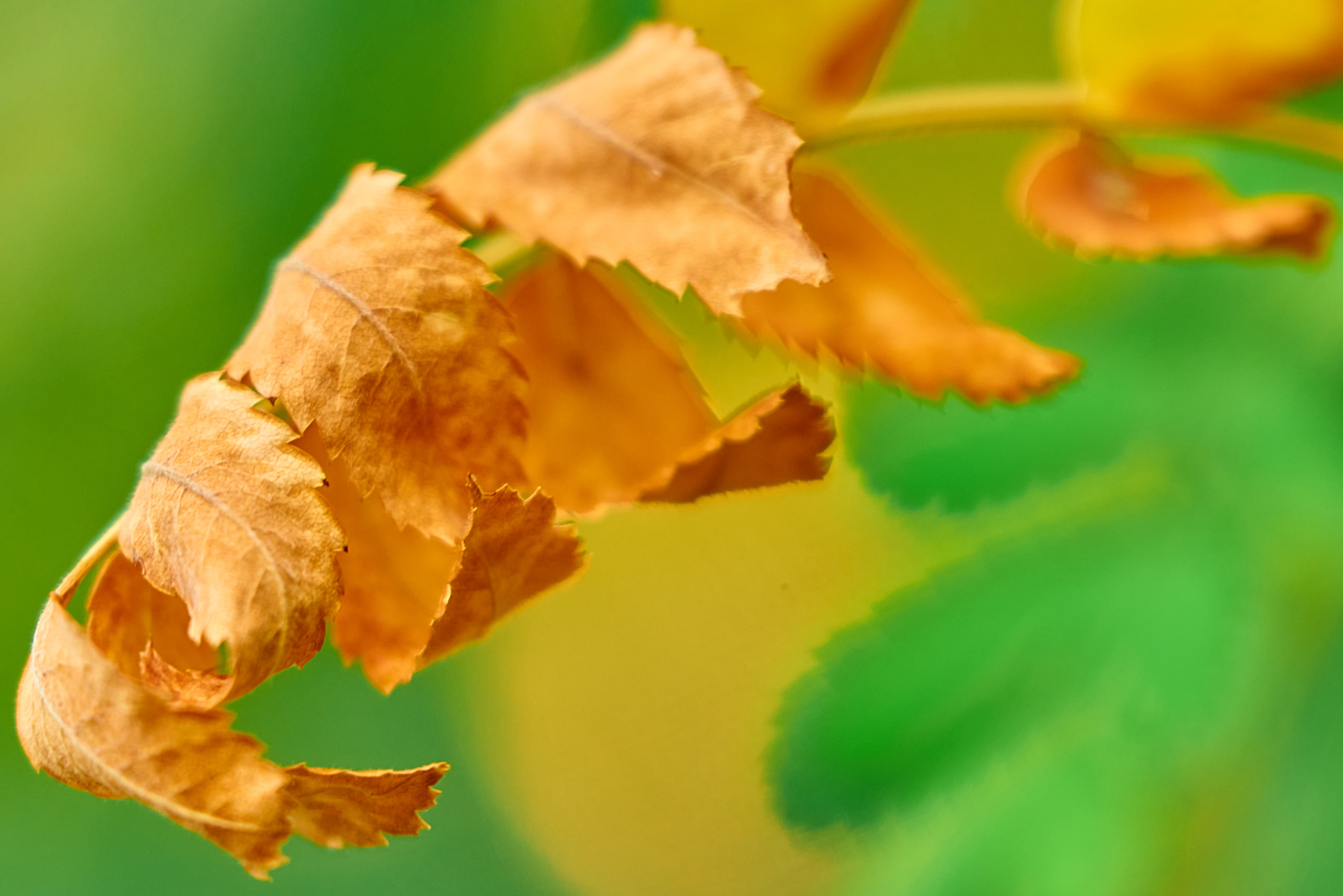 Засохшая листва на веточке крупным планом.