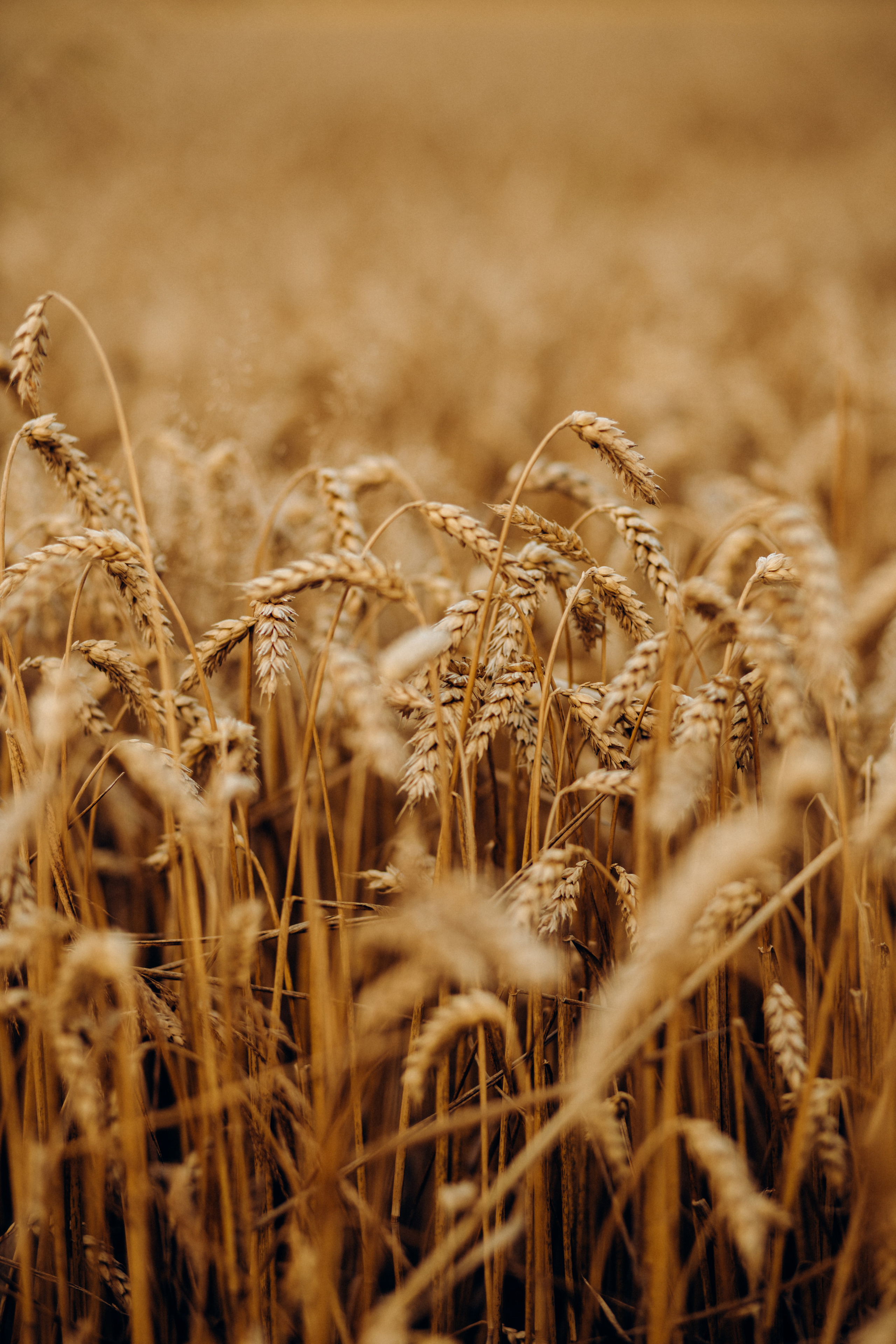 Родина. Весільний та сімейний фотограф Біла Церква/Київ