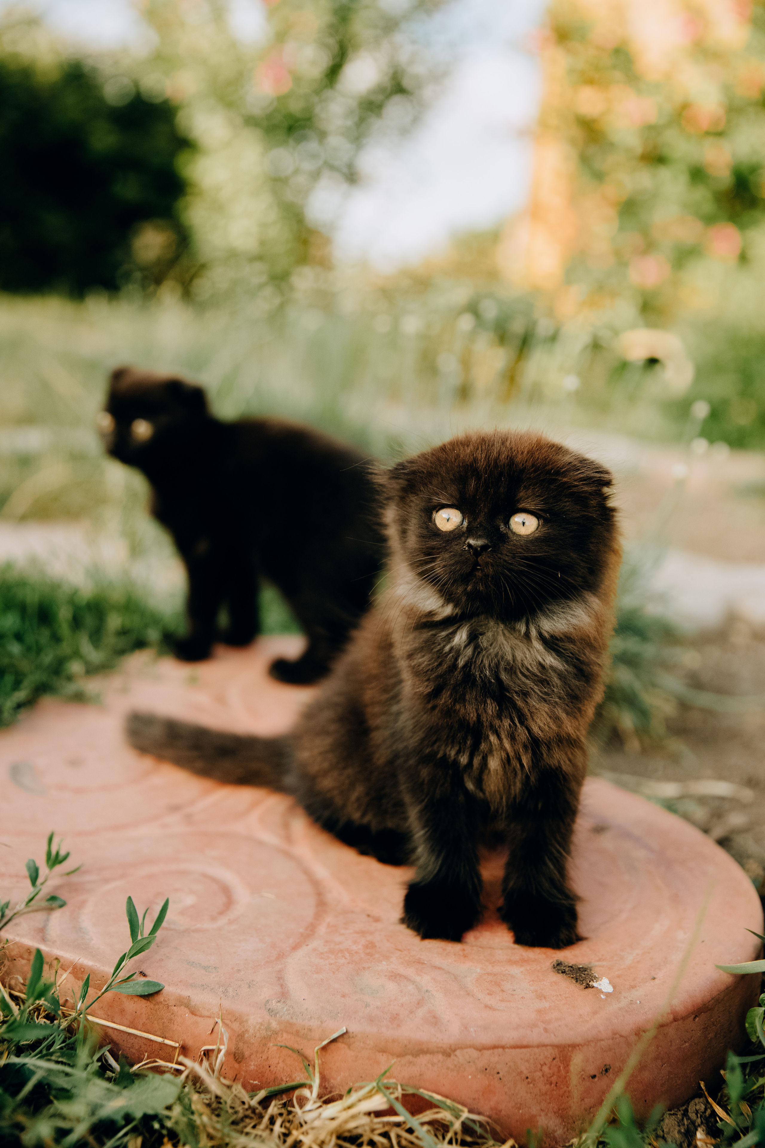 Марципановий дім. Весільний та сімейний фотограф Біла Церква/Київ