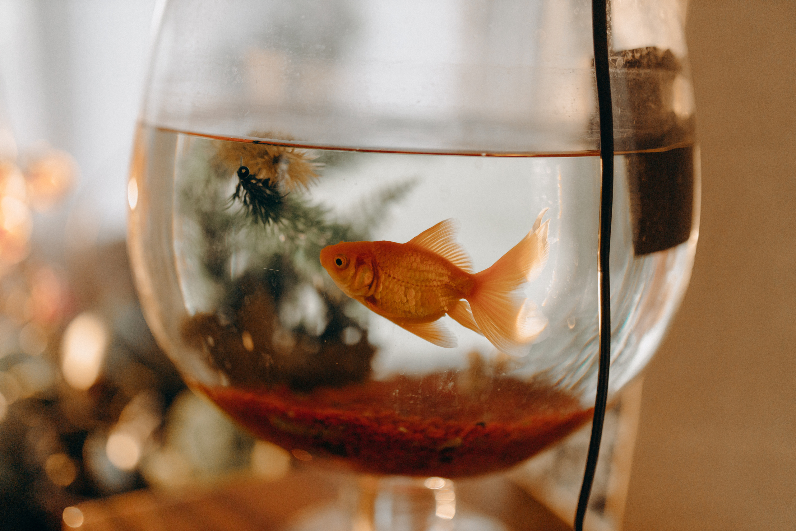 Цукерочки. Весільний та сімейний фотограф Біла Церква/Київ